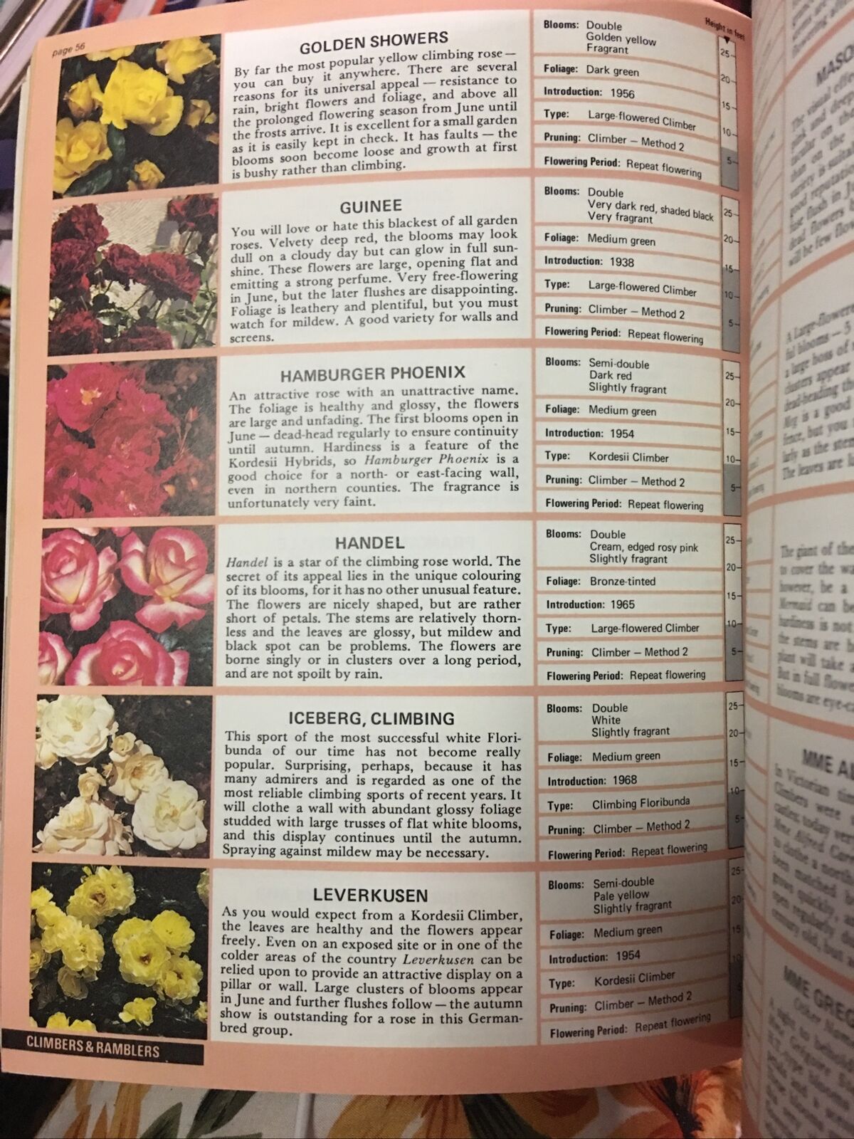 Book THE ROSE EXPERT Dr. D G Hessayon 1981 Gardening Companion Flowers PB Book