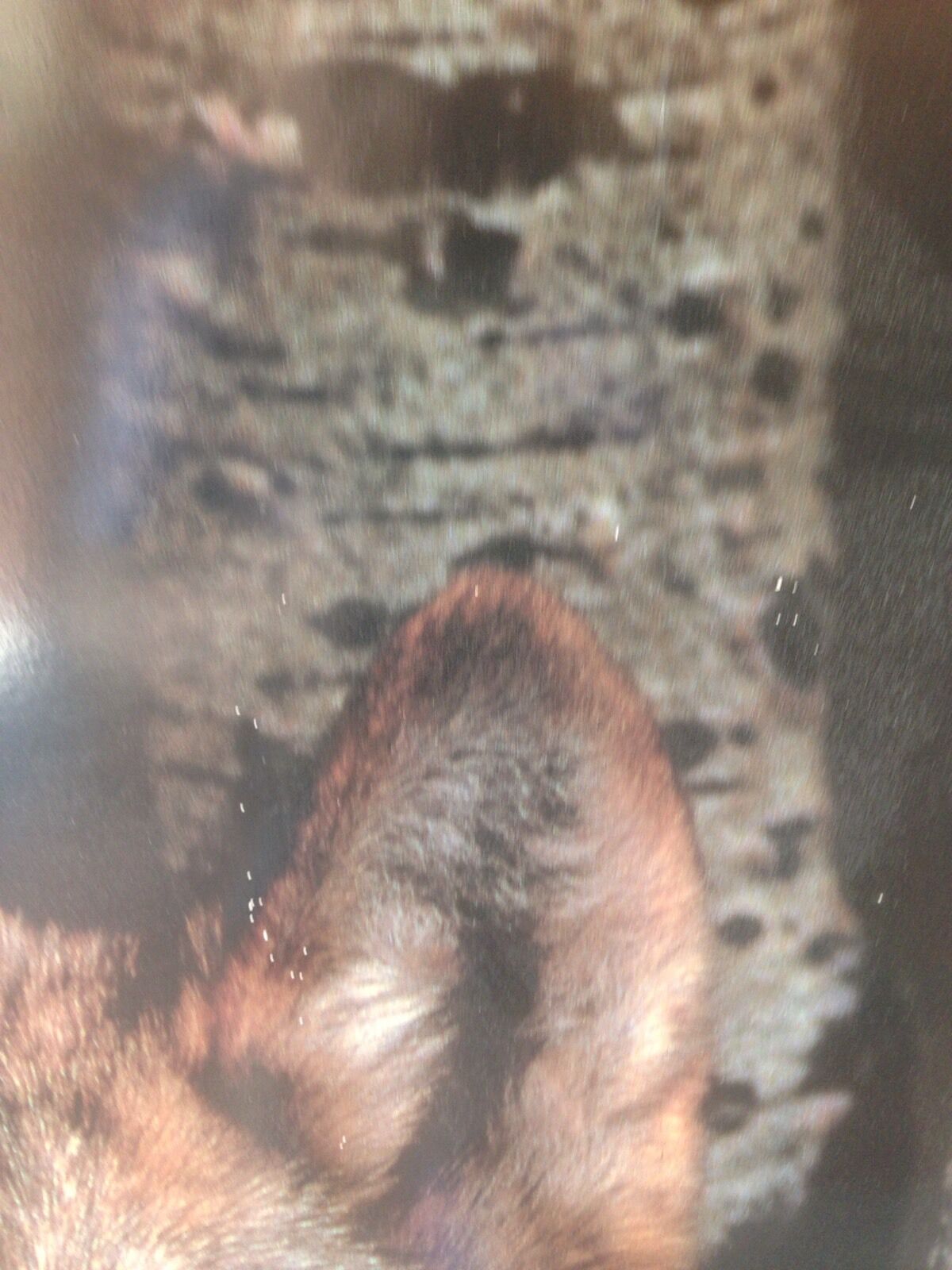 Wall Art 1990s WOLF Mounted on PlyWood Spirit Animal Totem Wolves