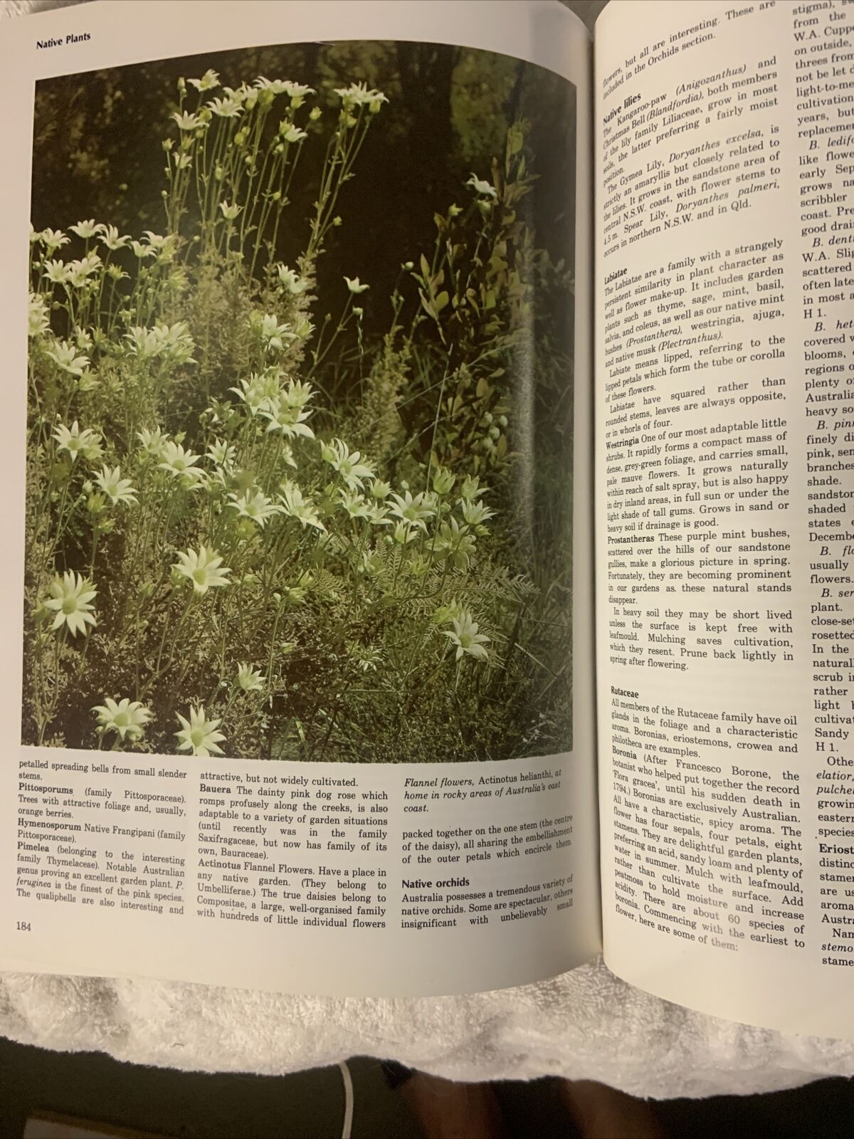 HC Vintage GARDENING BOOK by Allan Seale Large Book Australia Womens Weekly