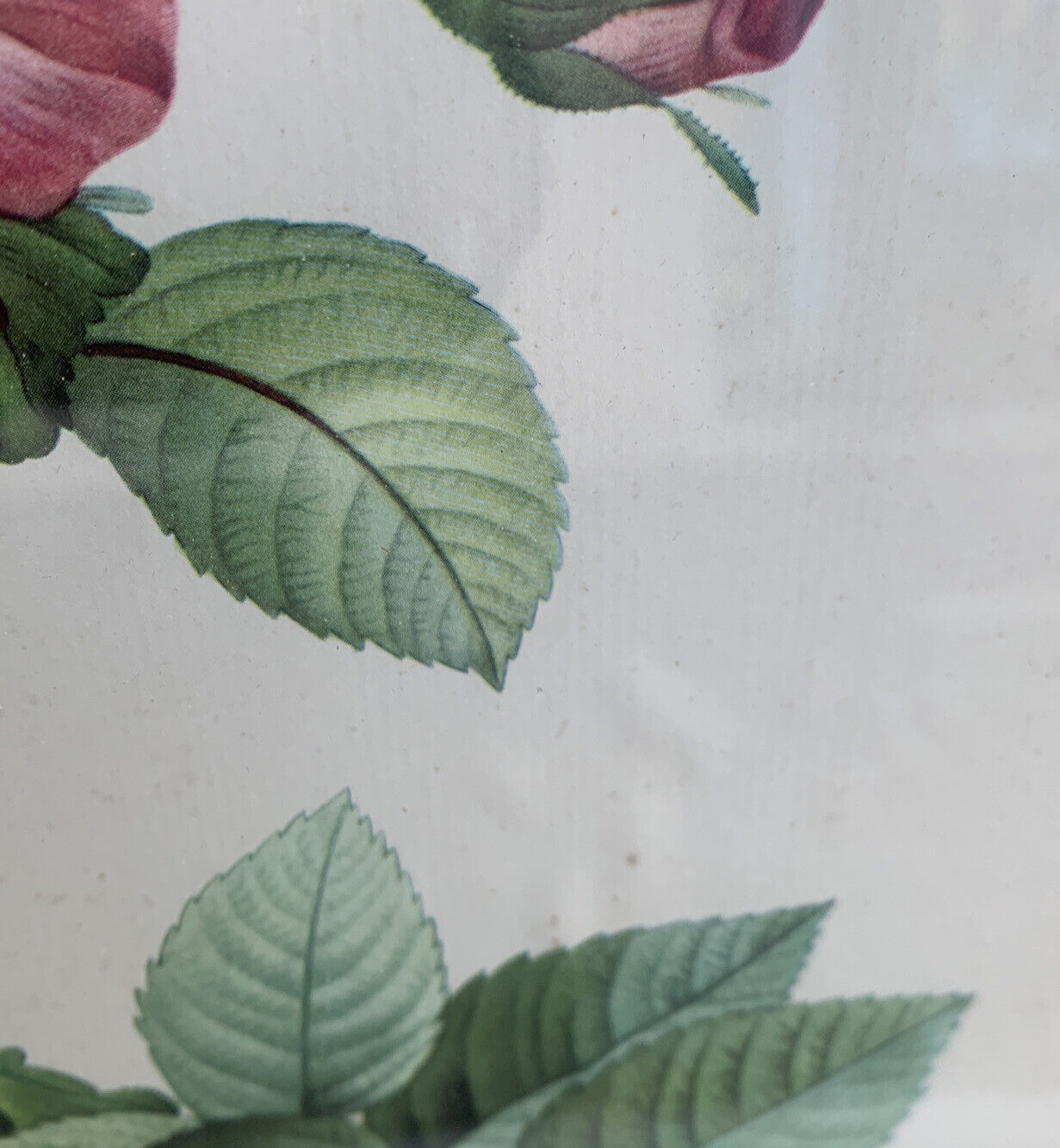 Pair ROSES Glazed Framed Prints Pink & White Floral Art Ready to Hang 53.5cm