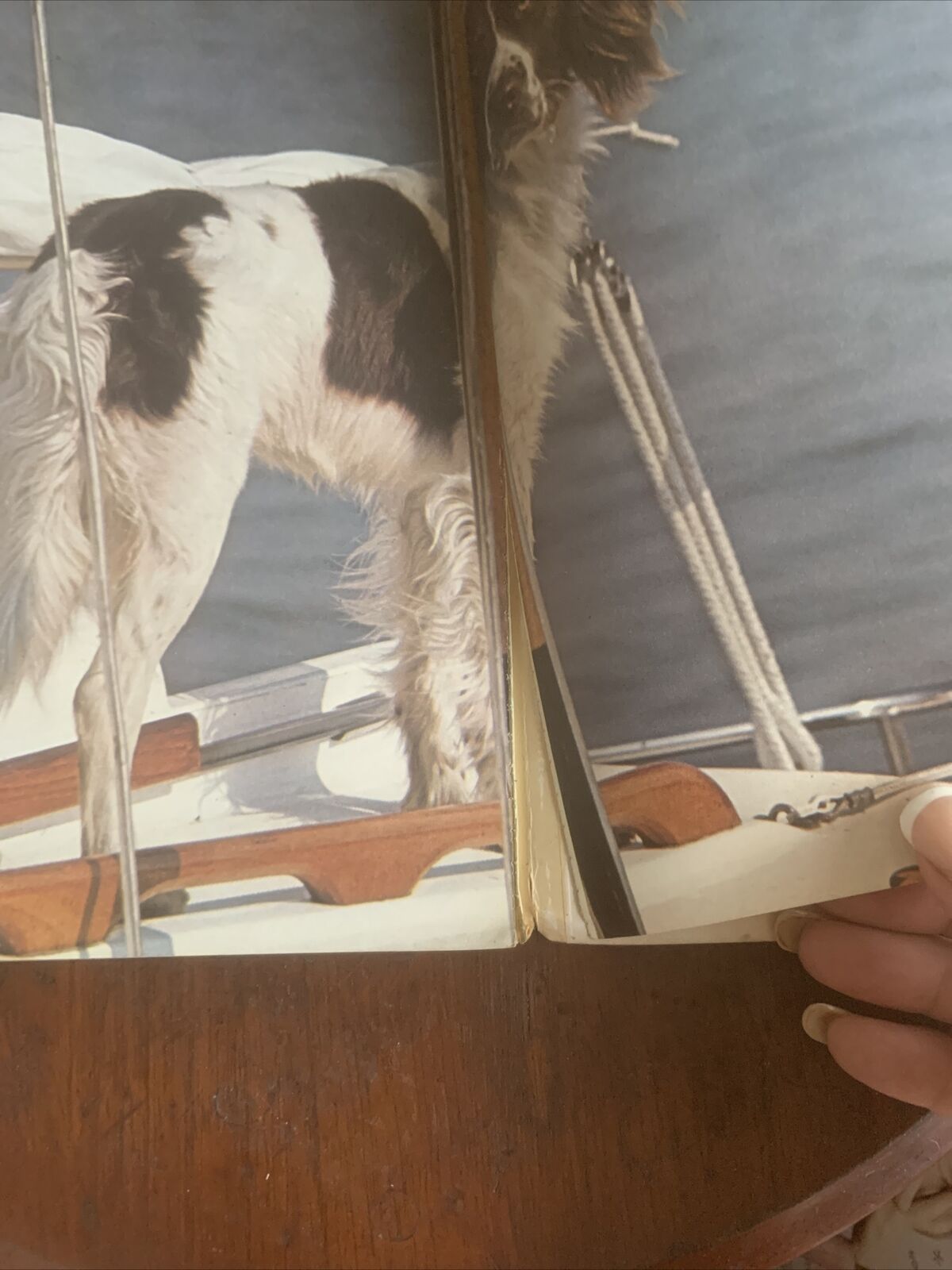 PB Book DOGS IN COLOUR Including Caring for Your Dog Anna Pollard Vintage 1979