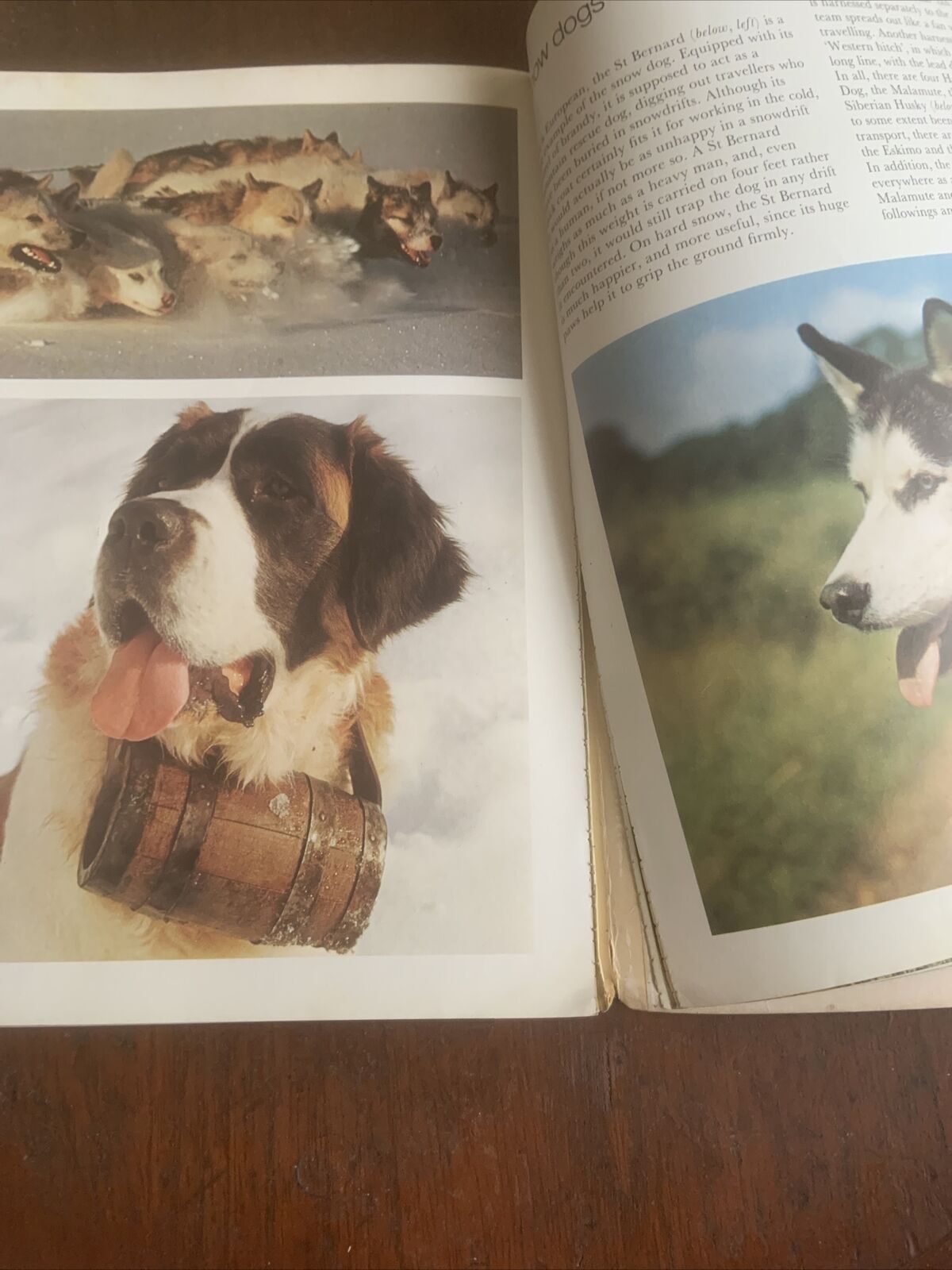 PB Book DOGS IN COLOUR Including Caring for Your Dog Anna Pollard Vintage 1979
