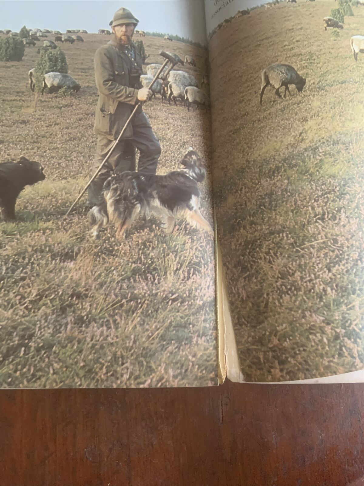 PB Book DOGS IN COLOUR Including Caring for Your Dog Anna Pollard Vintage 1979