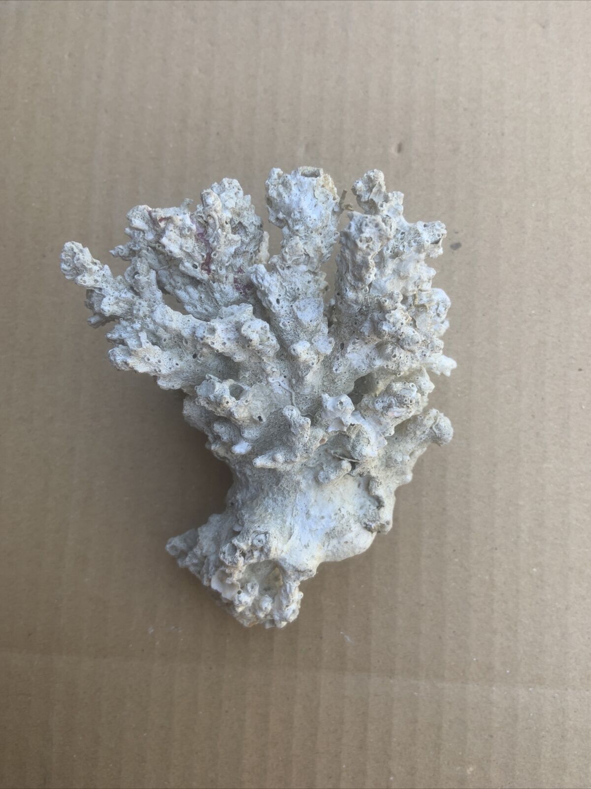 LACE CORAL Australian Reef Fossilised Natural Piece Decor Aquarium Defect