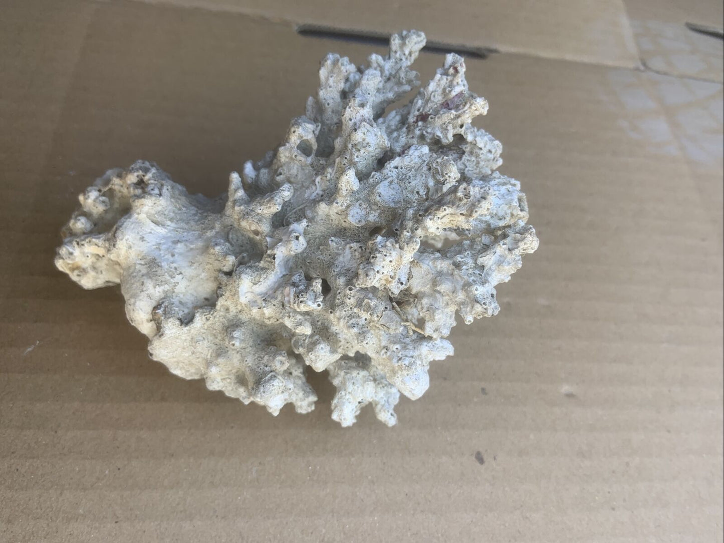 LACE CORAL Australian Reef Fossilised Natural Piece Decor Aquarium Defect