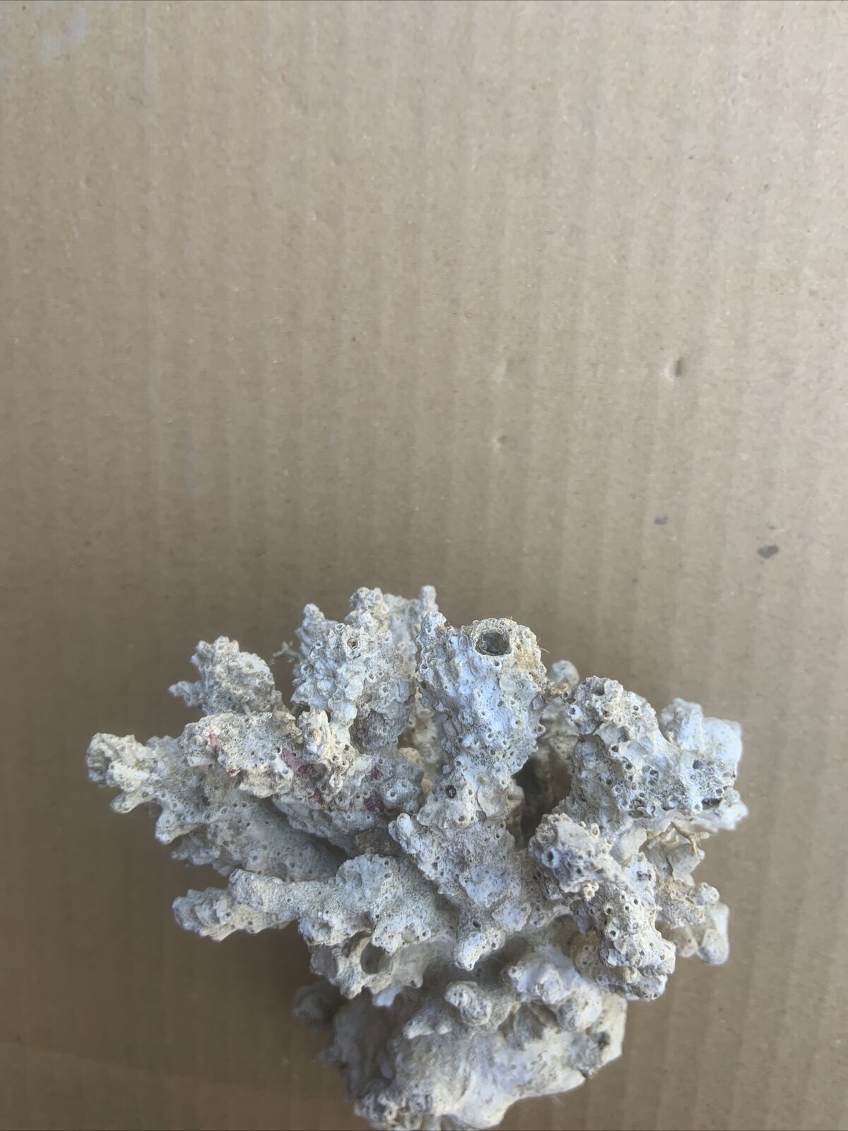 LACE CORAL Australian Reef Fossilised Natural Piece Decor Aquarium Defect