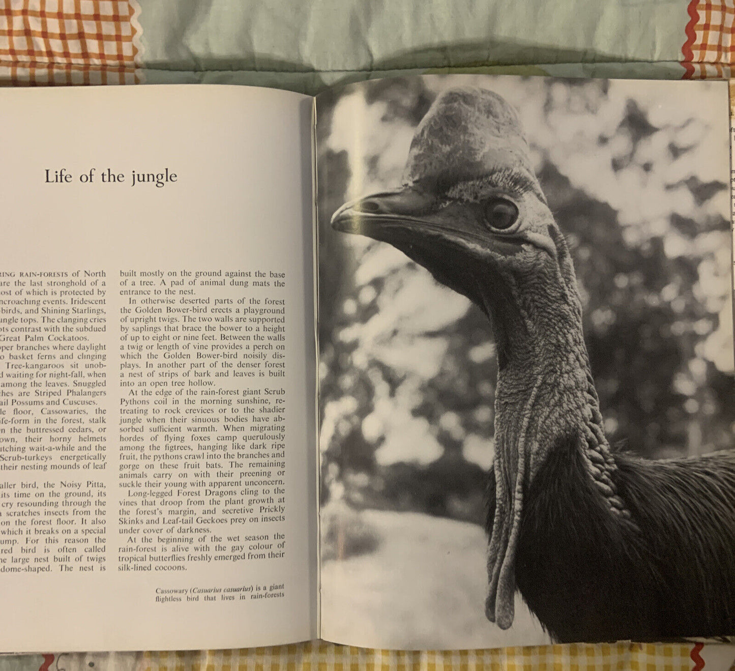 HC Book 1966 THE GREAT BARRIER REEF Eric Worrell LG DJ Inscription Rare Vintage