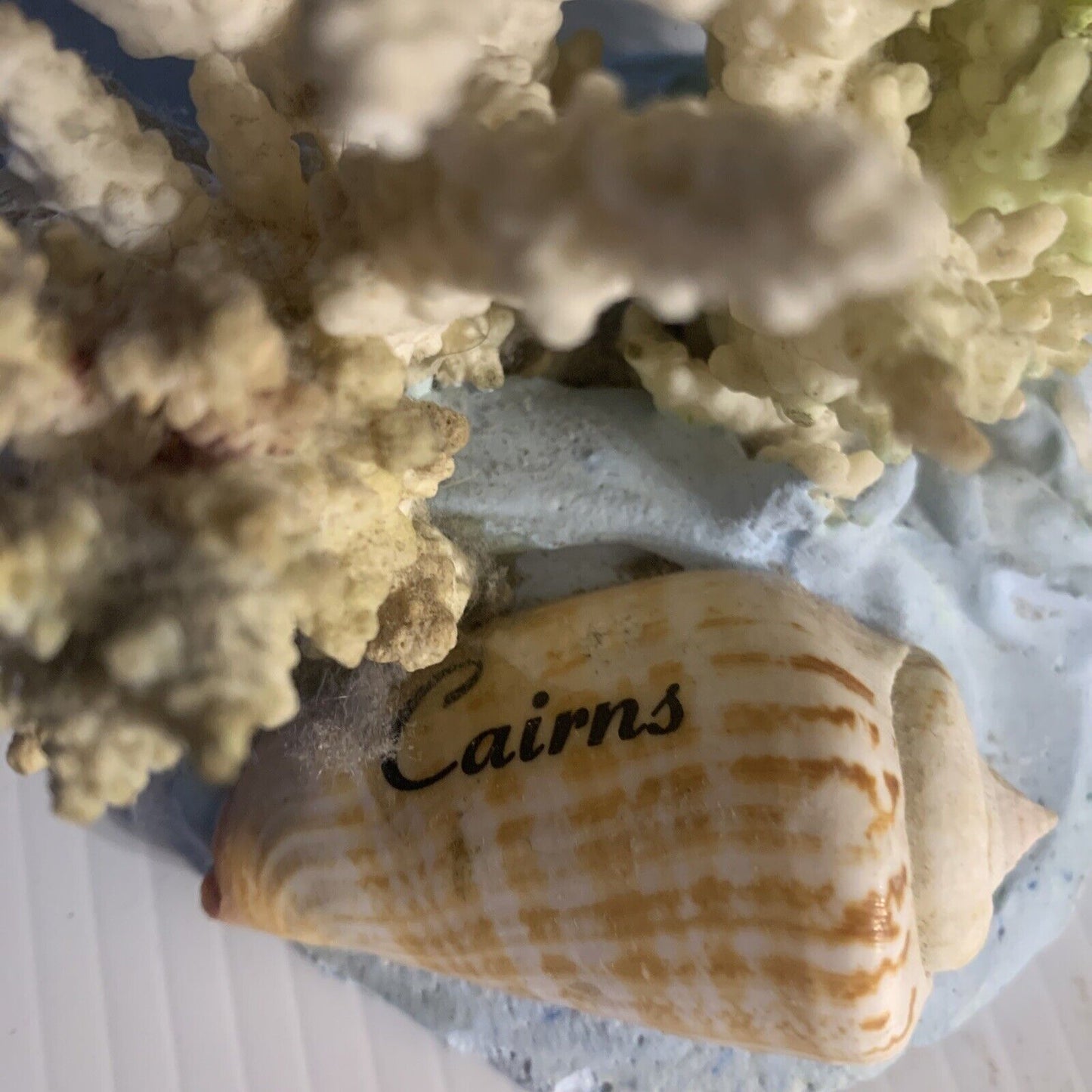 CAIRNS Coral Australian Reef Lace Coral Fossilised Natural Piece Decor Aquarium