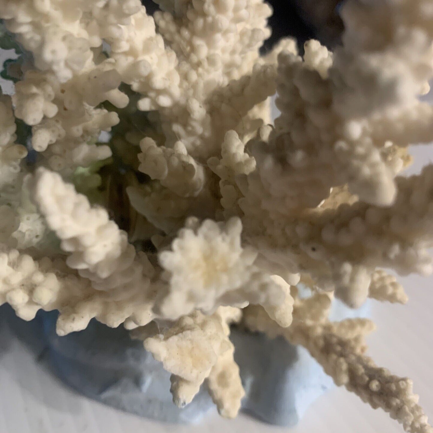 CAIRNS Coral Australian Reef Lace Coral Fossilised Natural Piece Decor Aquarium