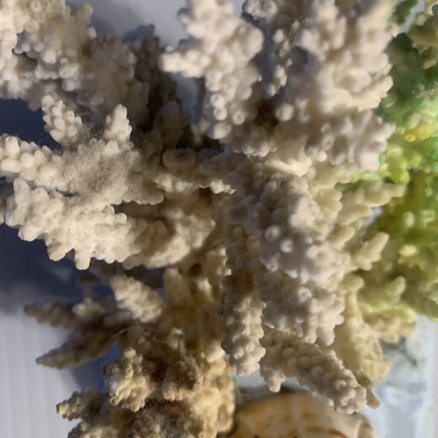 CAIRNS Coral Australian Reef Lace Coral Fossilised Natural Piece Decor Aquarium