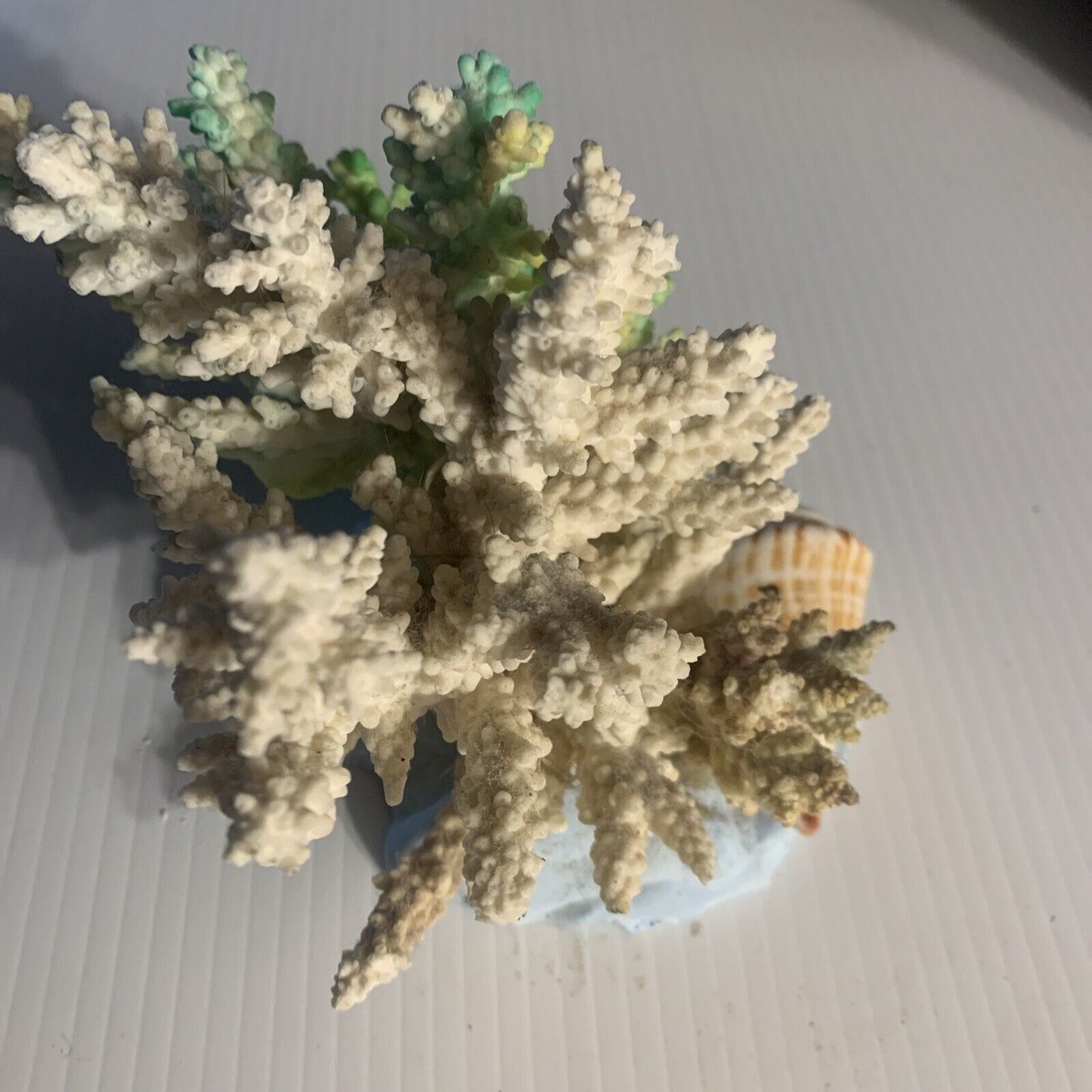 CAIRNS Coral Australian Reef Lace Coral Fossilised Natural Piece Decor Aquarium