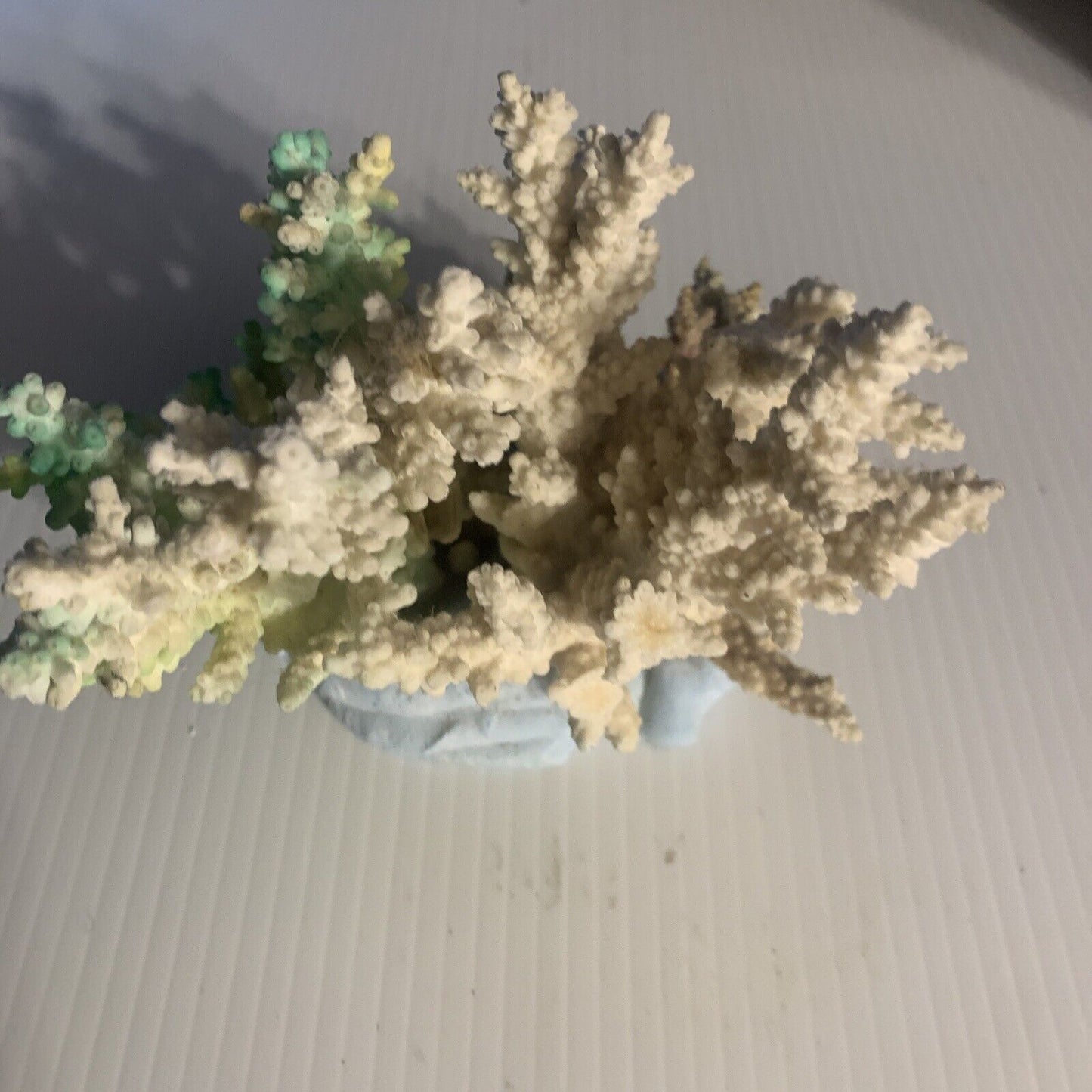 CAIRNS Coral Australian Reef Lace Coral Fossilised Natural Piece Decor Aquarium