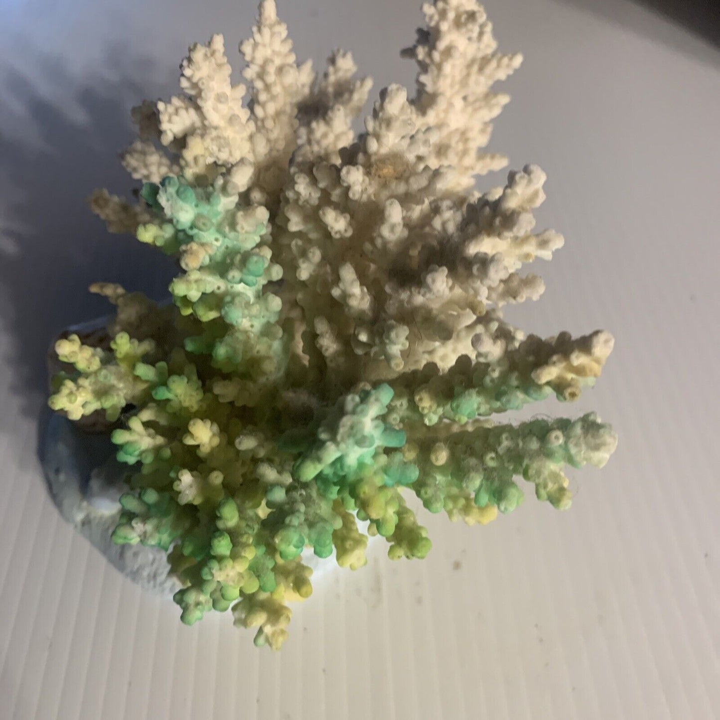 CAIRNS Coral Australian Reef Lace Coral Fossilised Natural Piece Decor Aquarium
