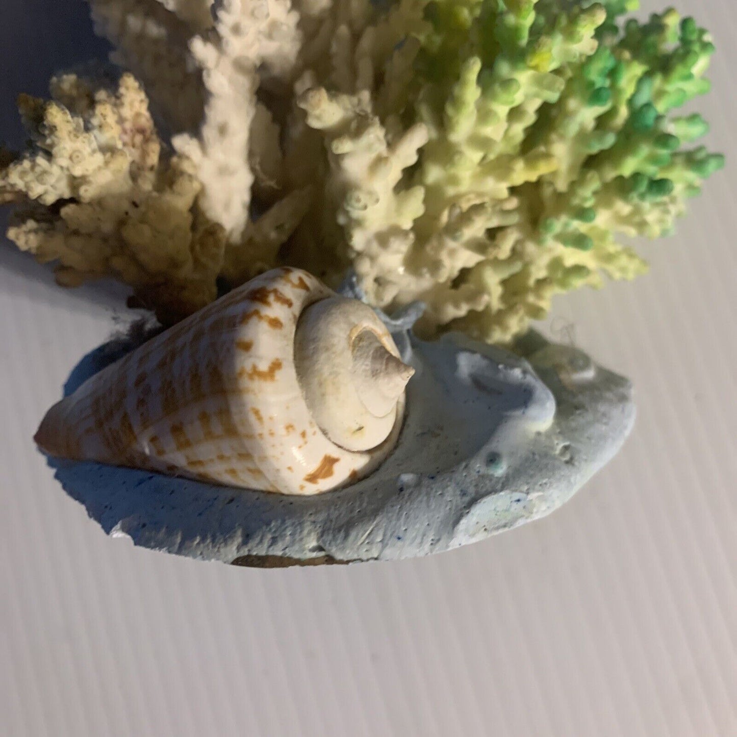 CAIRNS Coral Australian Reef Lace Coral Fossilised Natural Piece Decor Aquarium