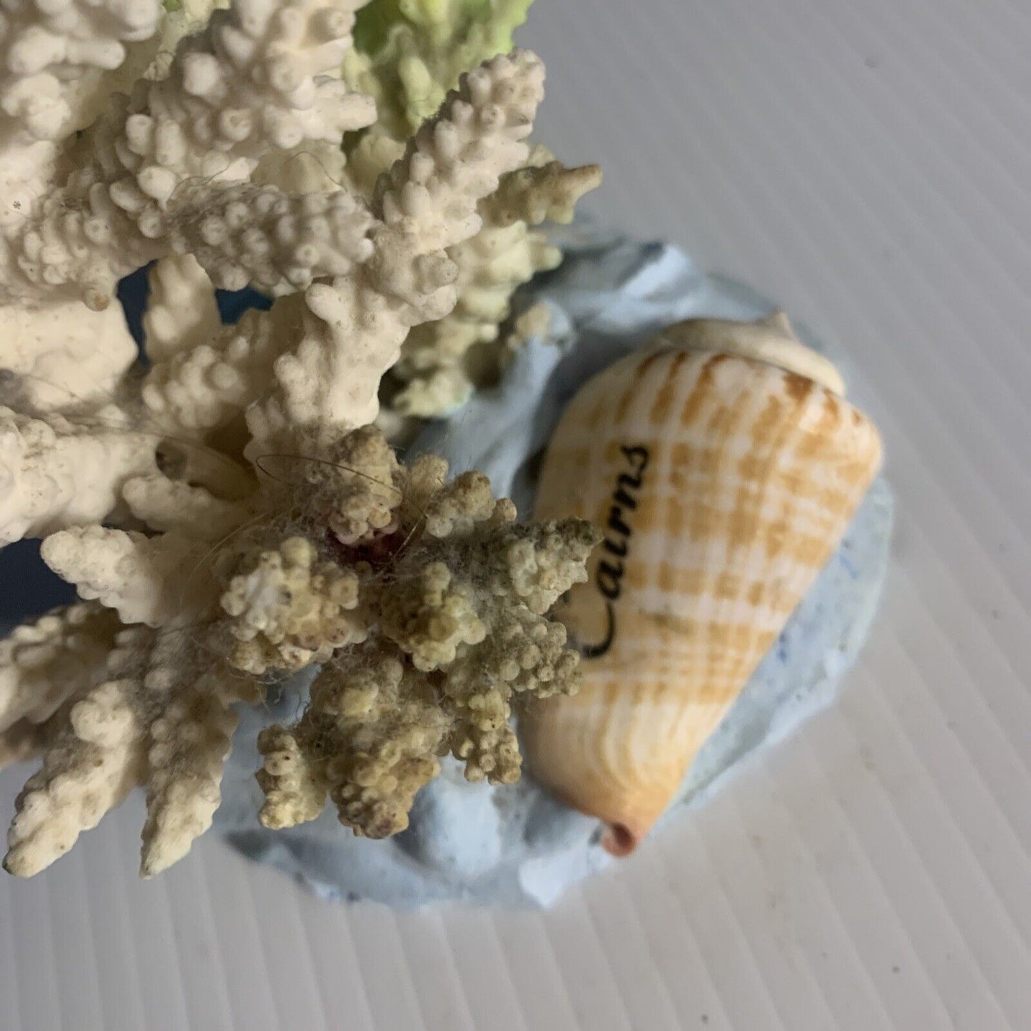CAIRNS Coral Australian Reef Lace Coral Fossilised Natural Piece Decor Aquarium