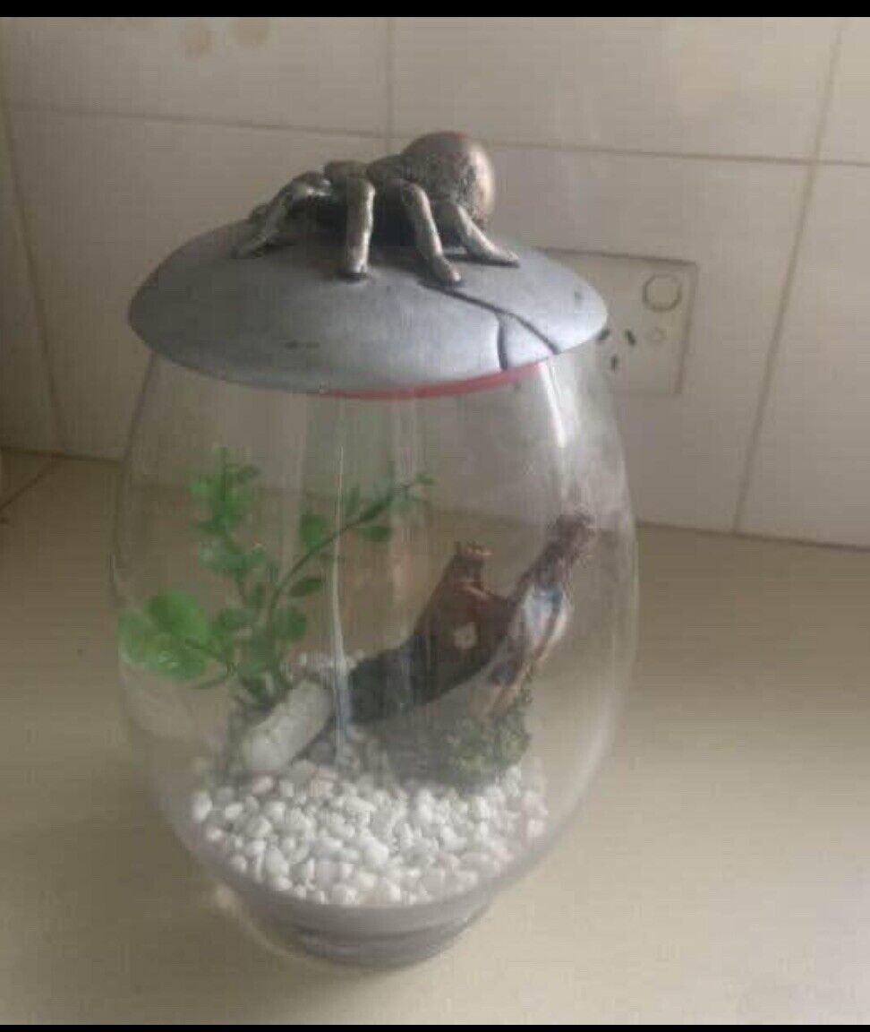 25cm Glass Fish Bowl TERRARIUM Ceramic Red Back SPIDER On Lid set up ready to go
