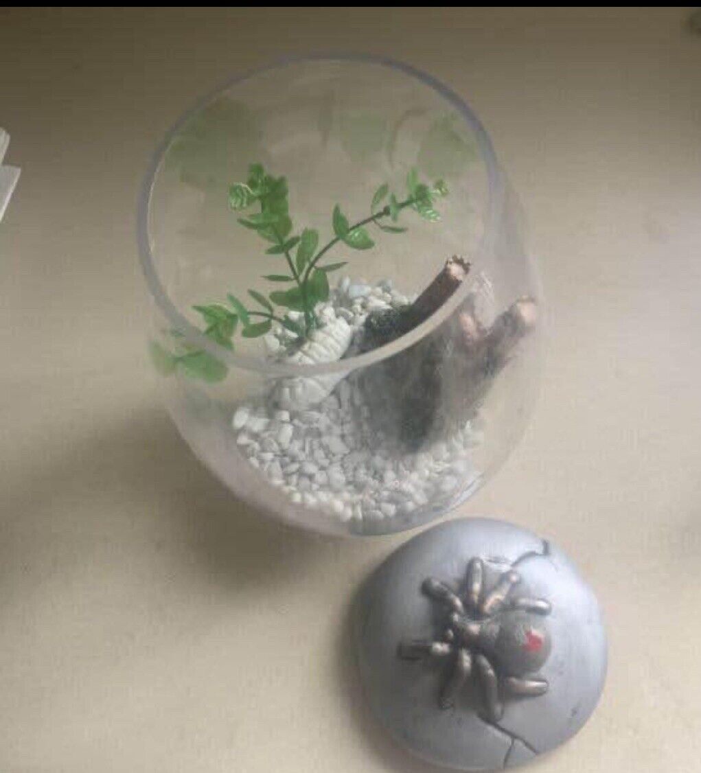 25cm Glass Fish Bowl TERRARIUM Ceramic Red Back SPIDER On Lid set up ready to go