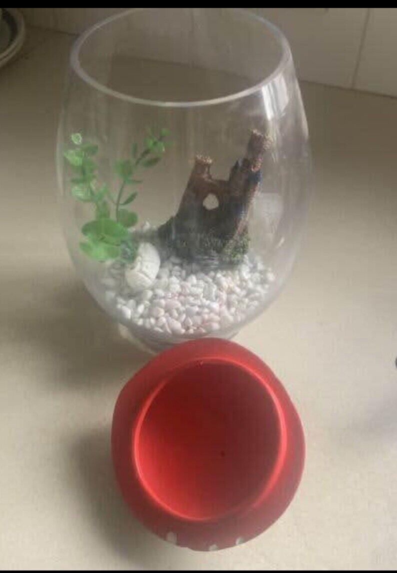 25cm Glass Fish Bowl TERRARIUM Ceramic Red Back SPIDER On Lid set up ready to go