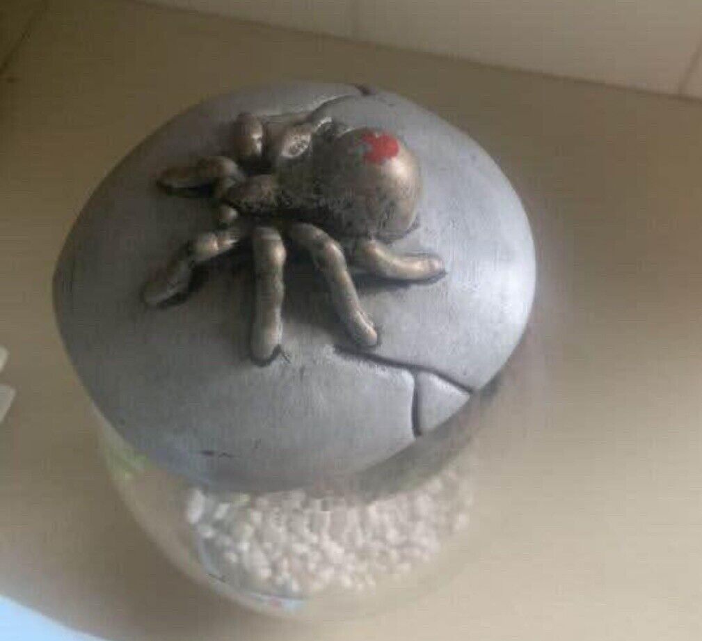 25cm Glass Fish Bowl TERRARIUM Ceramic Red Back SPIDER On Lid set up ready to go