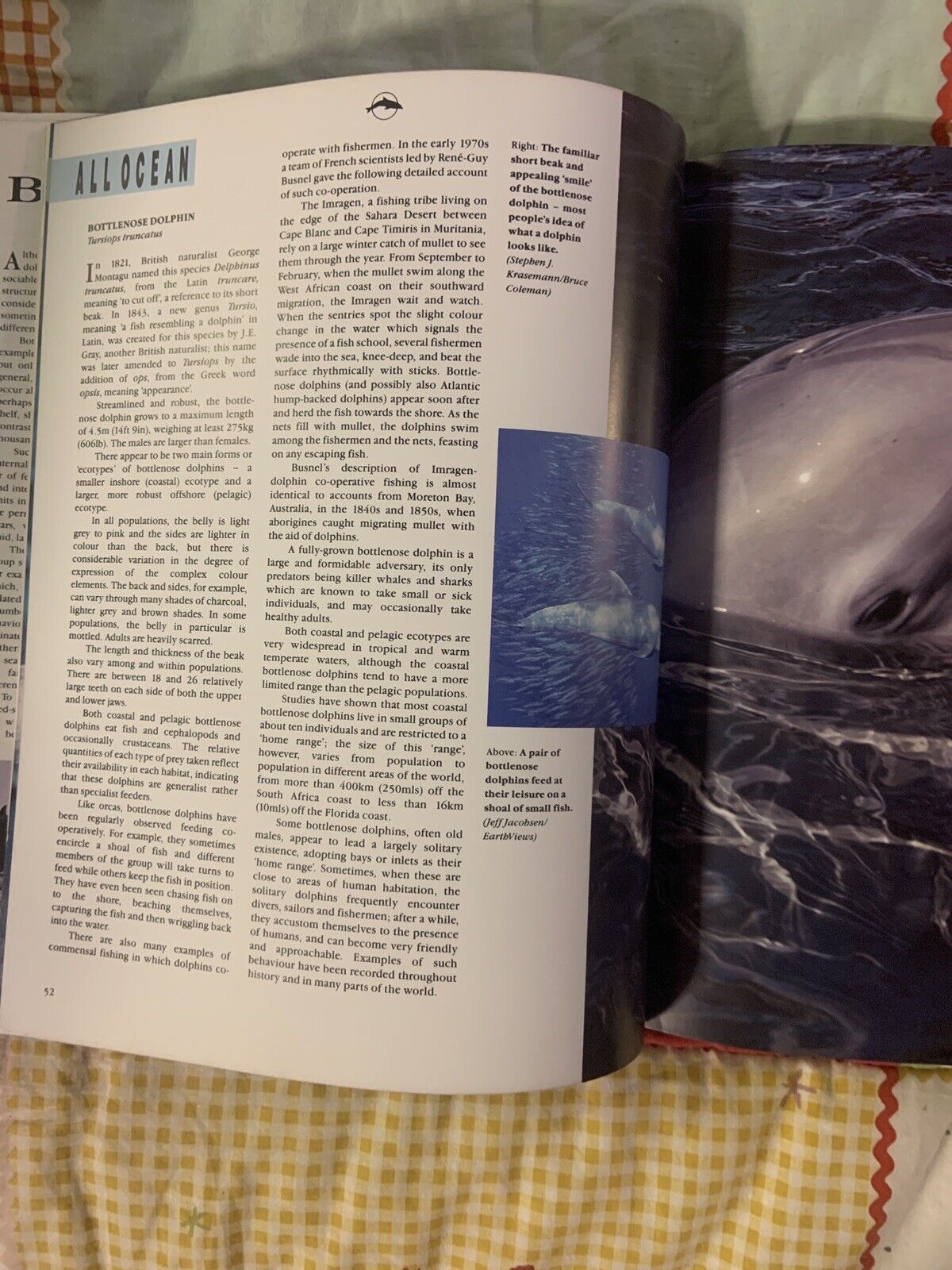 The Greenpeace Book Of DOLPHINS Edited By John May Like New Lge HC DJ Sea Ocean