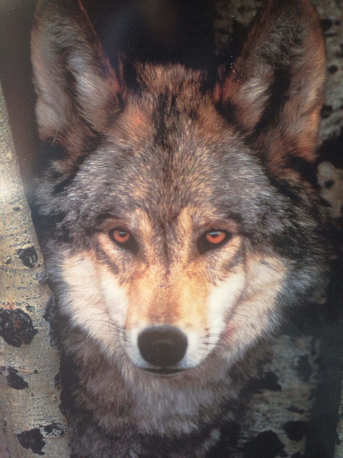 Wall Art 1990s WOLF Mounted on PlyWood Spirit Animal Totem Wolves