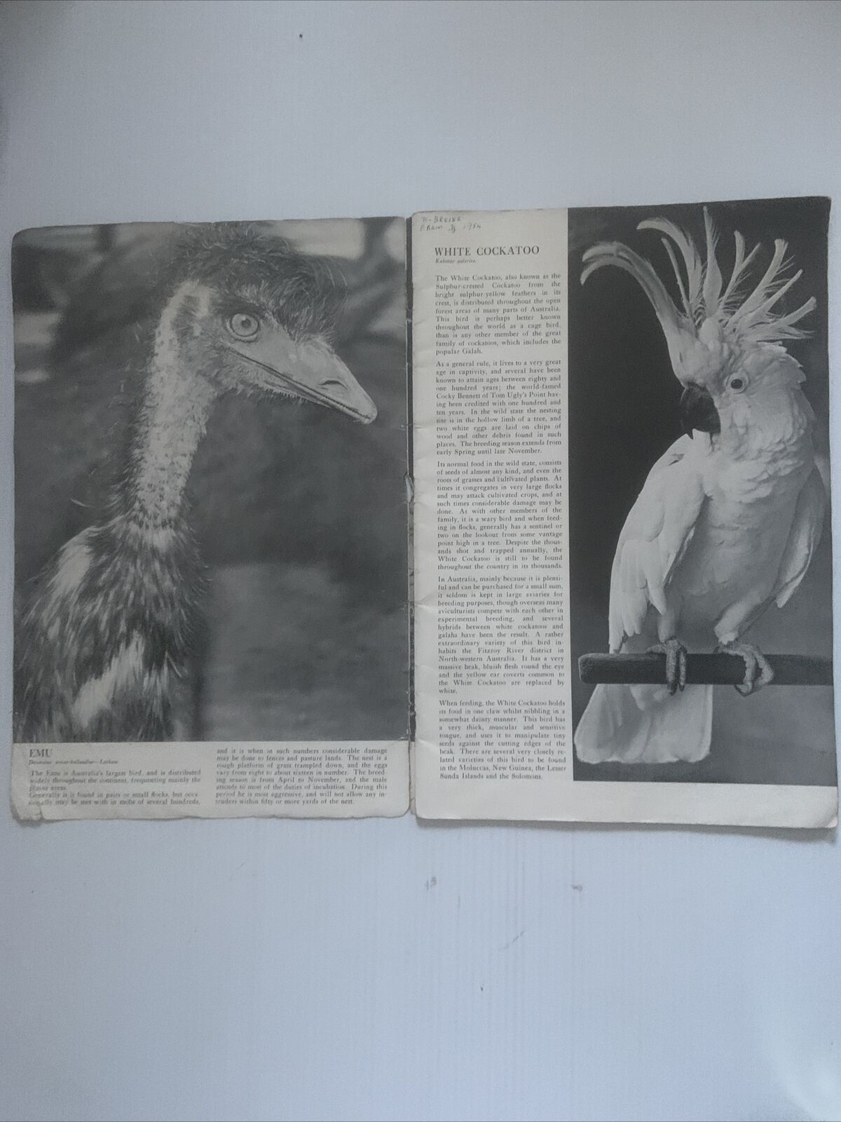 PB BUSH ANIMALS OF AUSTRALIA Alex Poignant J.R.Kinghorn Ellis Troughton LGE 1954