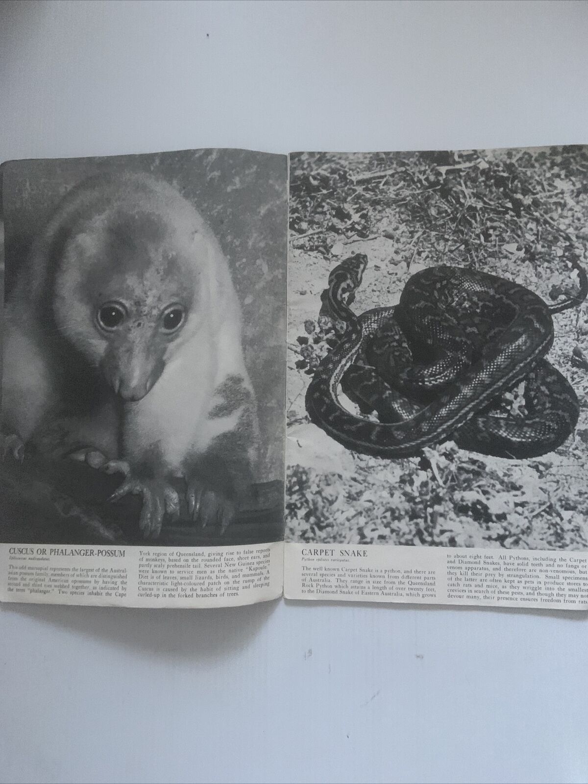 PB BUSH ANIMALS OF AUSTRALIA Alex Poignant J.R.Kinghorn Ellis Troughton LGE 1954
