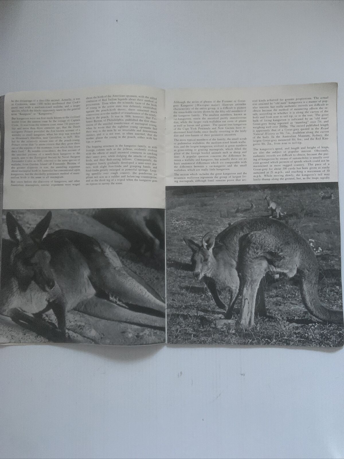 PB BUSH ANIMALS OF AUSTRALIA Alex Poignant J.R.Kinghorn Ellis Troughton LGE 1954