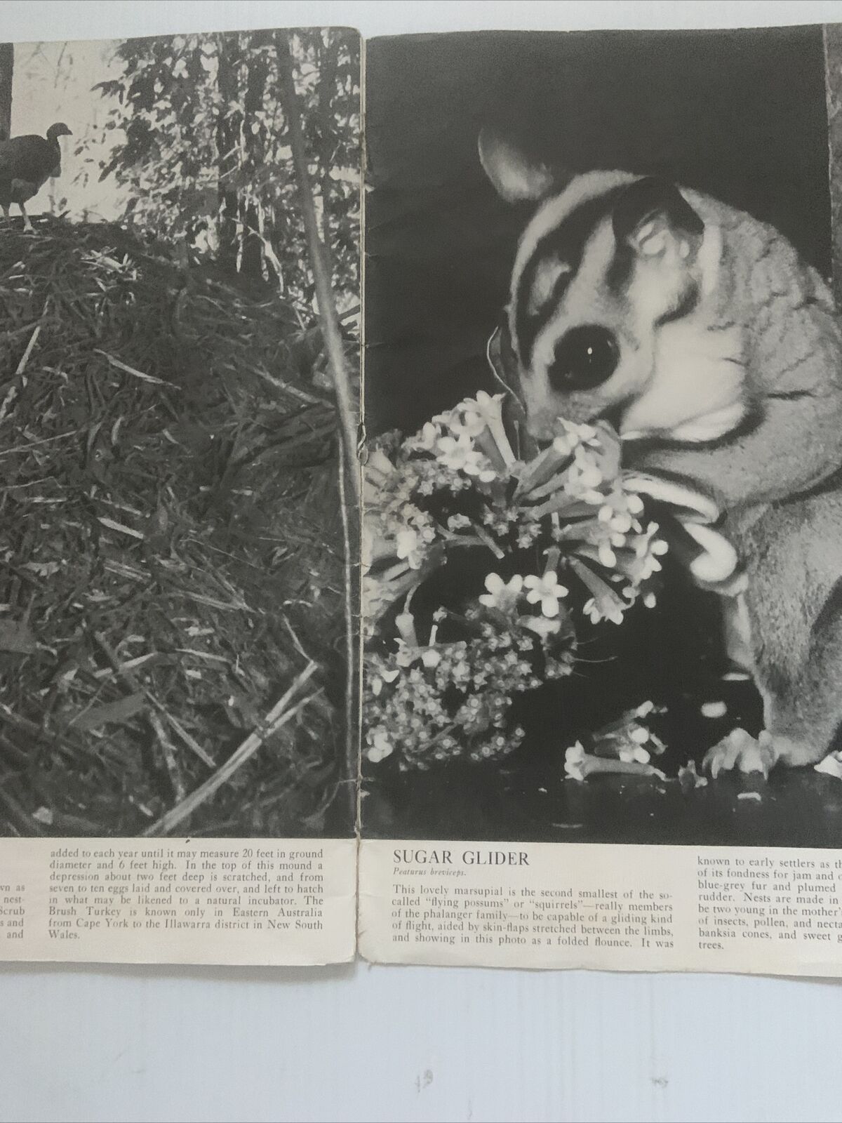 PB BUSH ANIMALS OF AUSTRALIA Alex Poignant J.R.Kinghorn Ellis Troughton LGE 1954