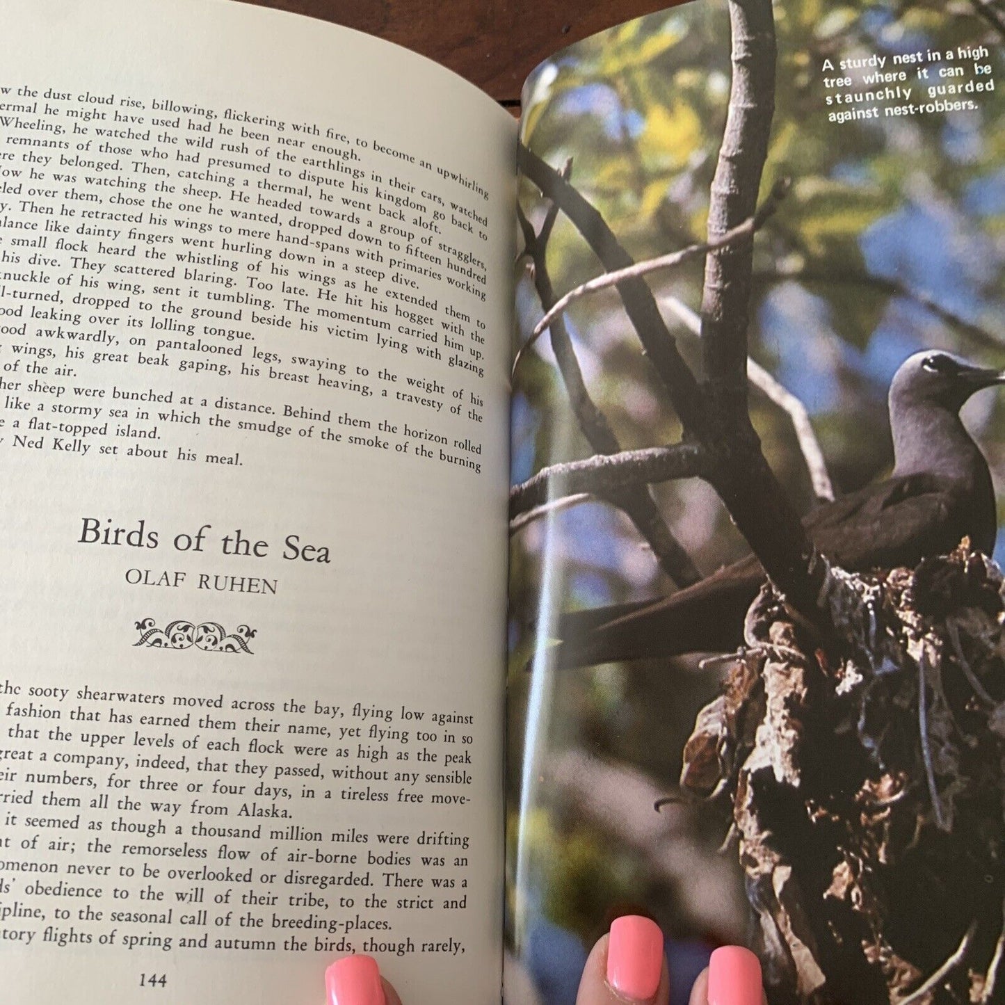 HC GREAT BIRD STORIES of Australia and New Zealand By Jack Pollard HC DJ 1968