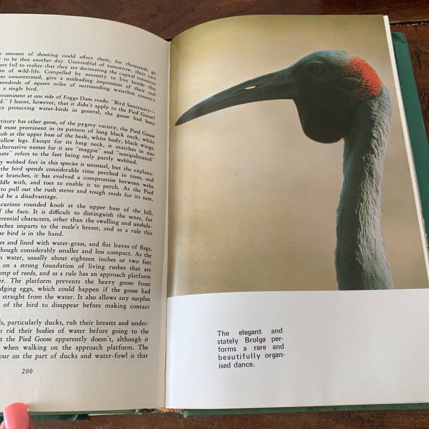 HC GREAT BIRD STORIES of Australia and New Zealand By Jack Pollard HC DJ 1968