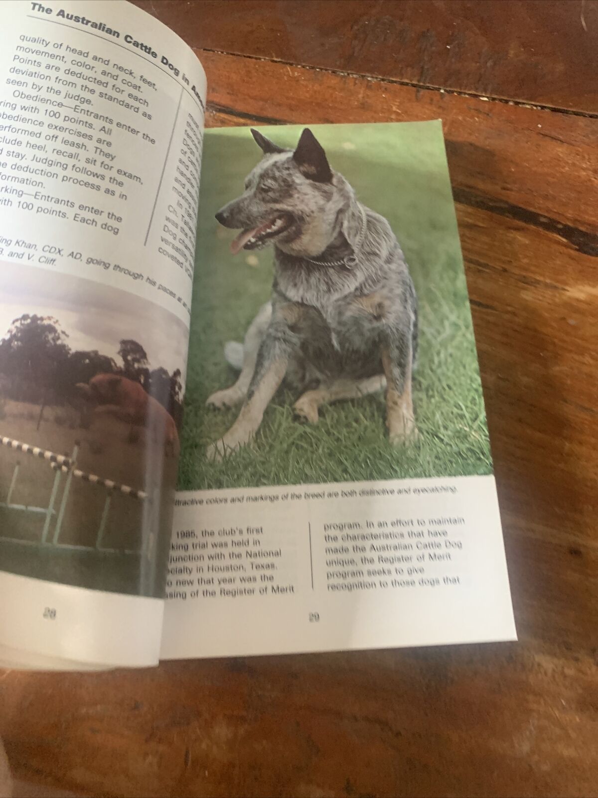 PB Book AUSTRALIAN CATTLE DOGS Narelle Robertson 1994 TFG Publications KW 198S