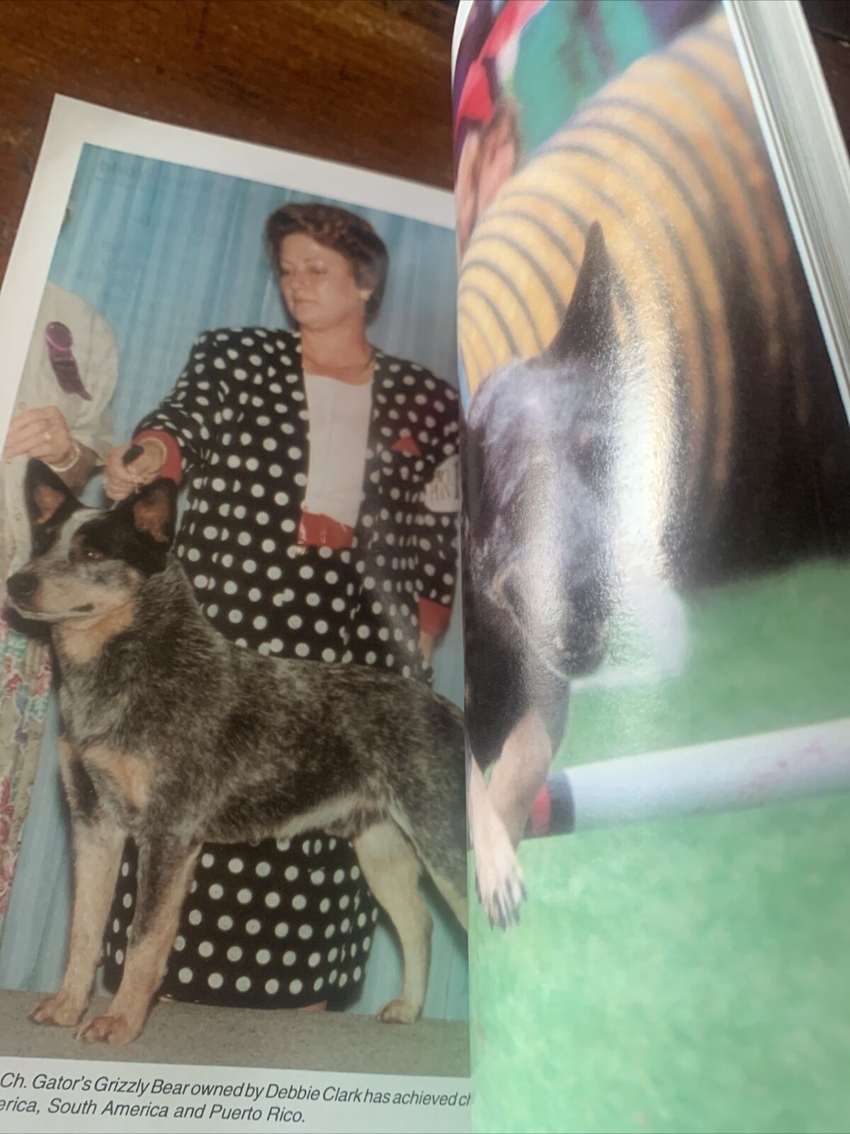 PB Book AUSTRALIAN CATTLE DOGS Narelle Robertson 1994 TFG Publications KW 198S