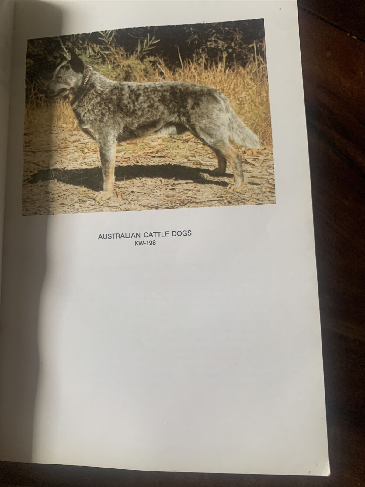 PB Book AUSTRALIAN CATTLE DOGS Narelle Robertson 1994 TFG Publications KW 198S