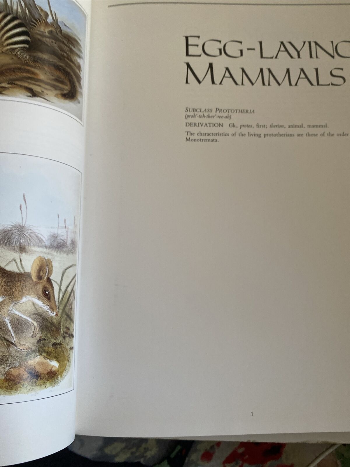 HC Neville W Cayley WHAT MAMMAL IS THAT ? 250 Species Illustrated Colour DJ 1991