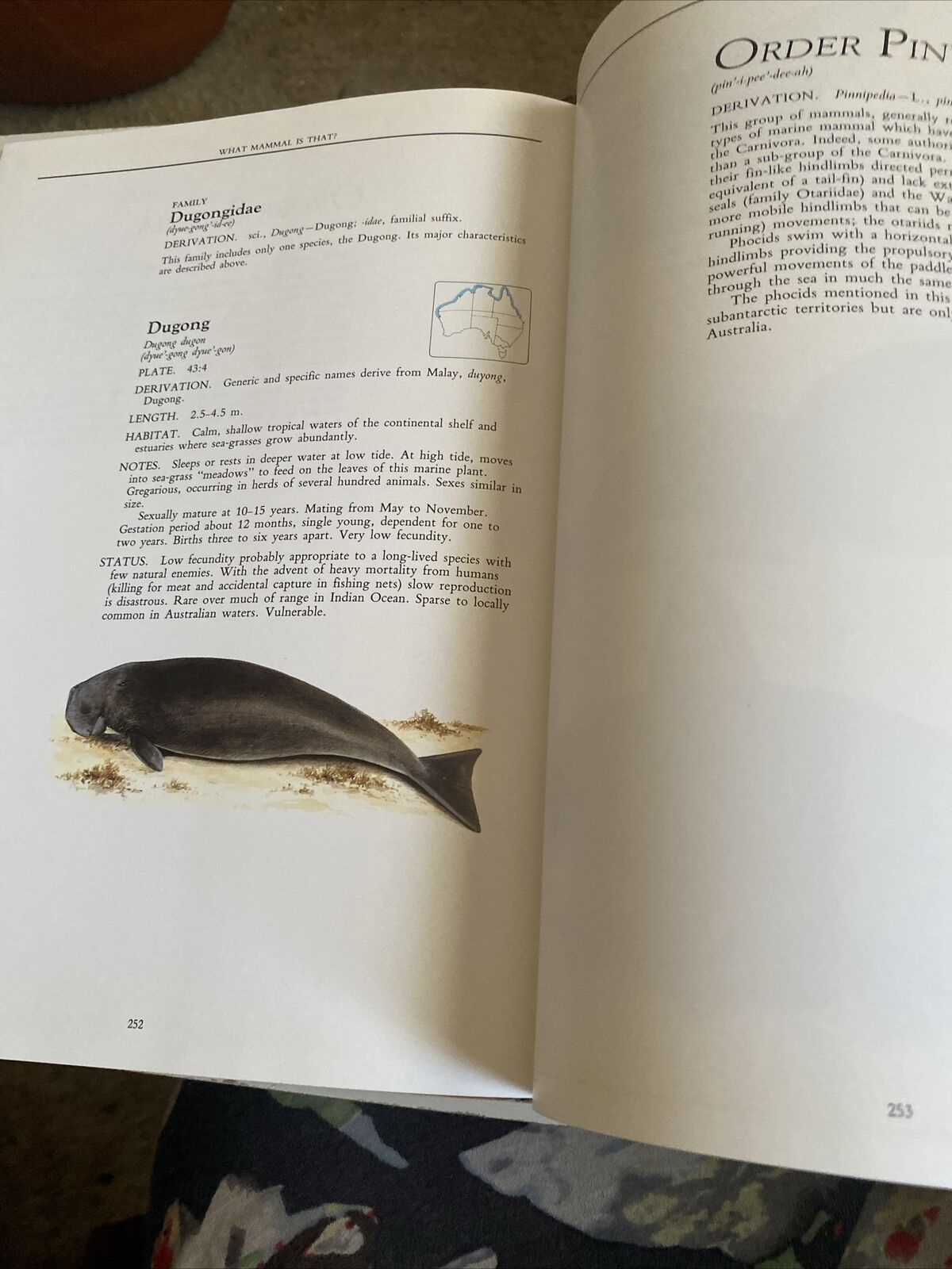 HC Neville W Cayley WHAT MAMMAL IS THAT ? 250 Species Illustrated Colour DJ 1991