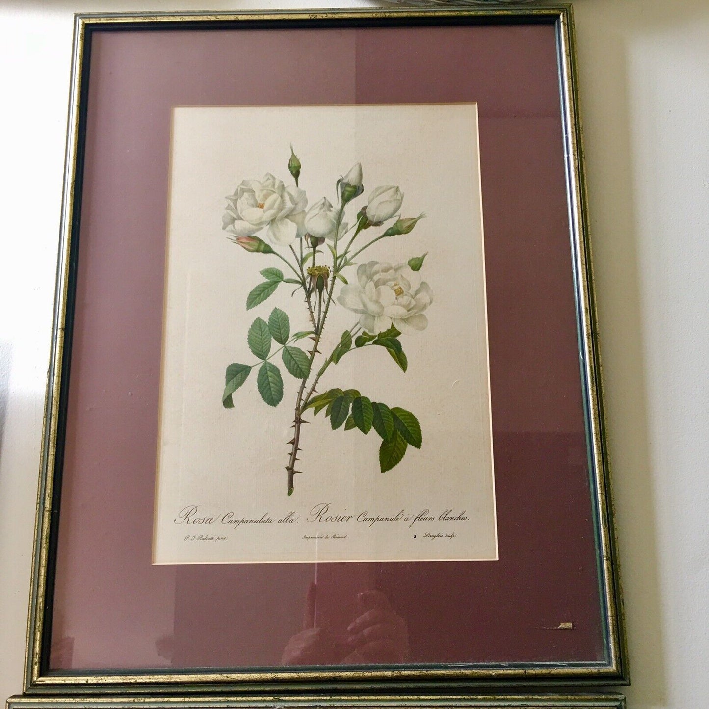 Pair ROSES Glazed Framed Prints Pink & White Floral Art Ready to Hang 53.5cm