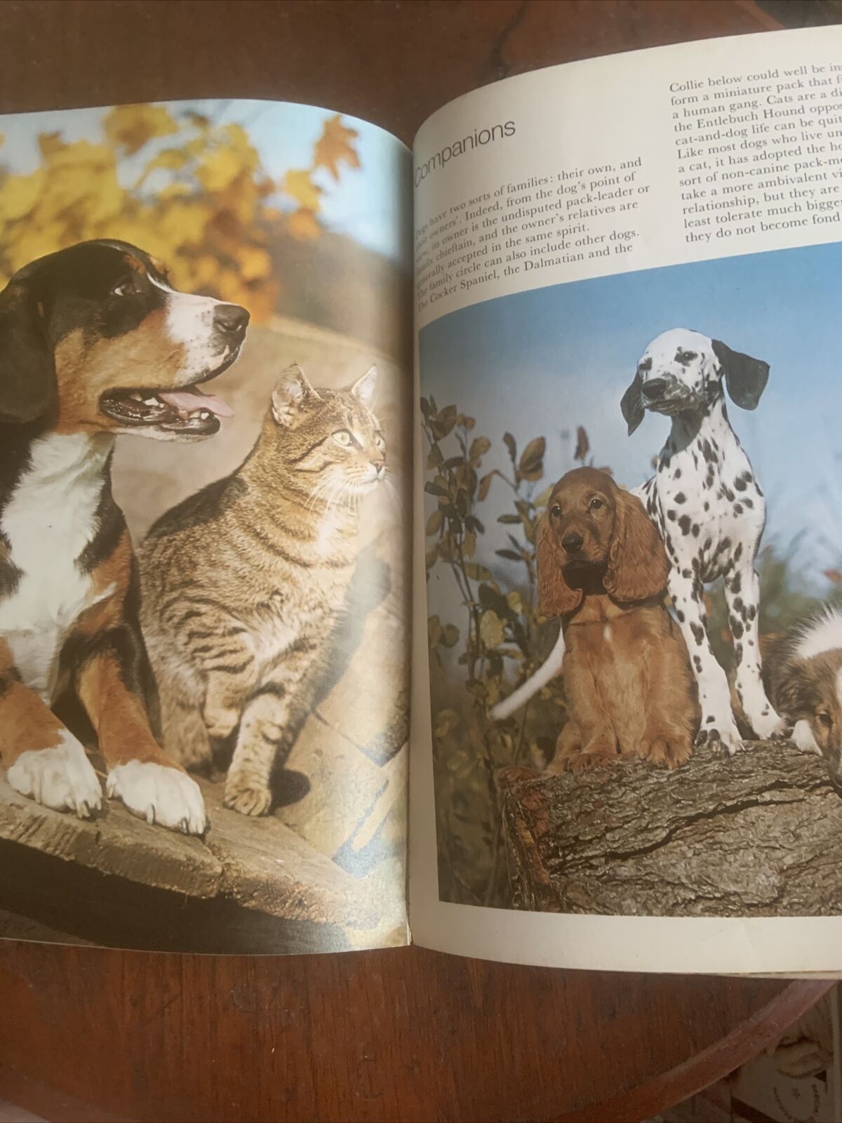 PB Book DOGS IN COLOUR Including Caring for Your Dog Anna Pollard Vintage 1979