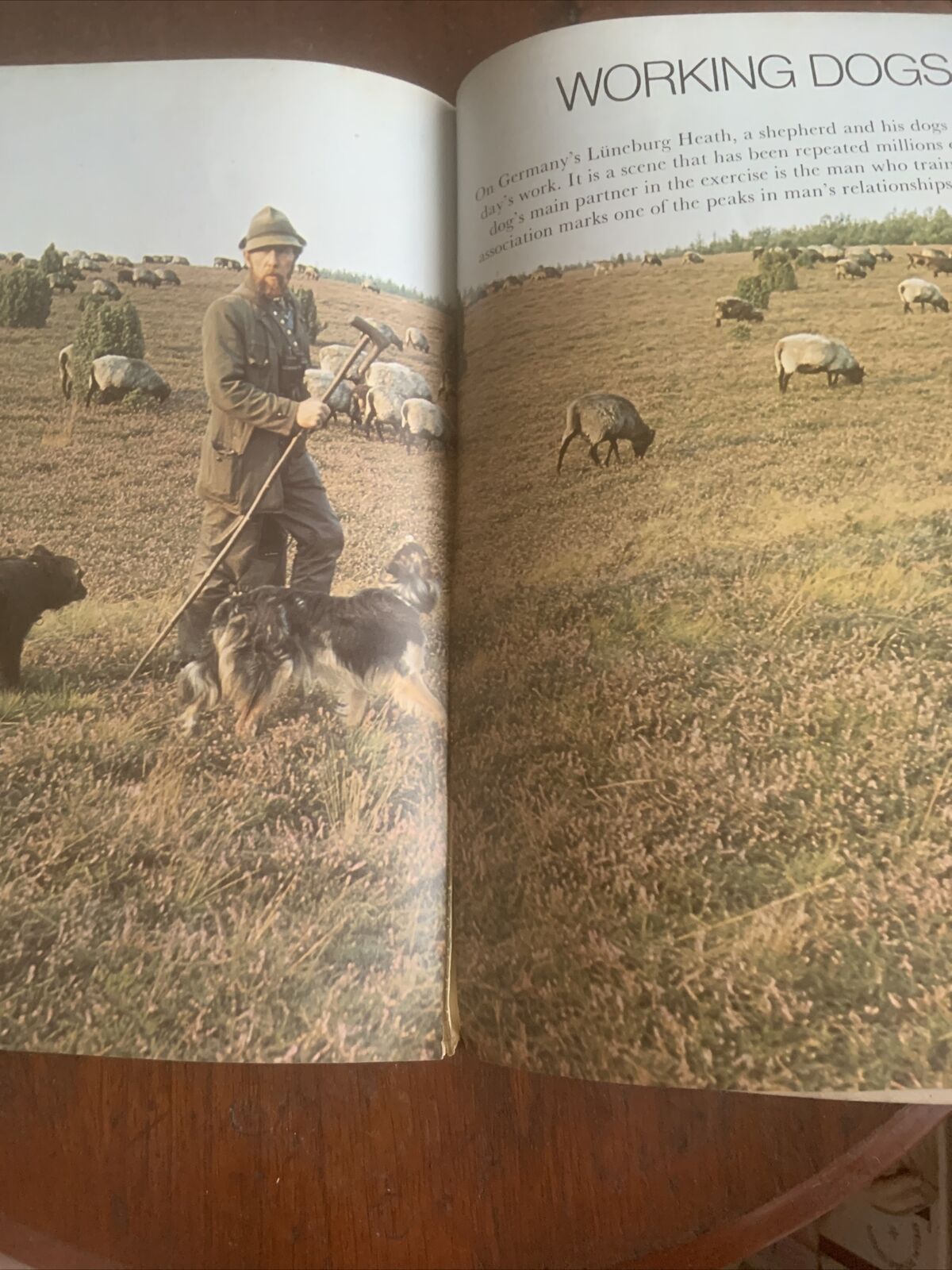 PB Book DOGS IN COLOUR Including Caring for Your Dog Anna Pollard Vintage 1979