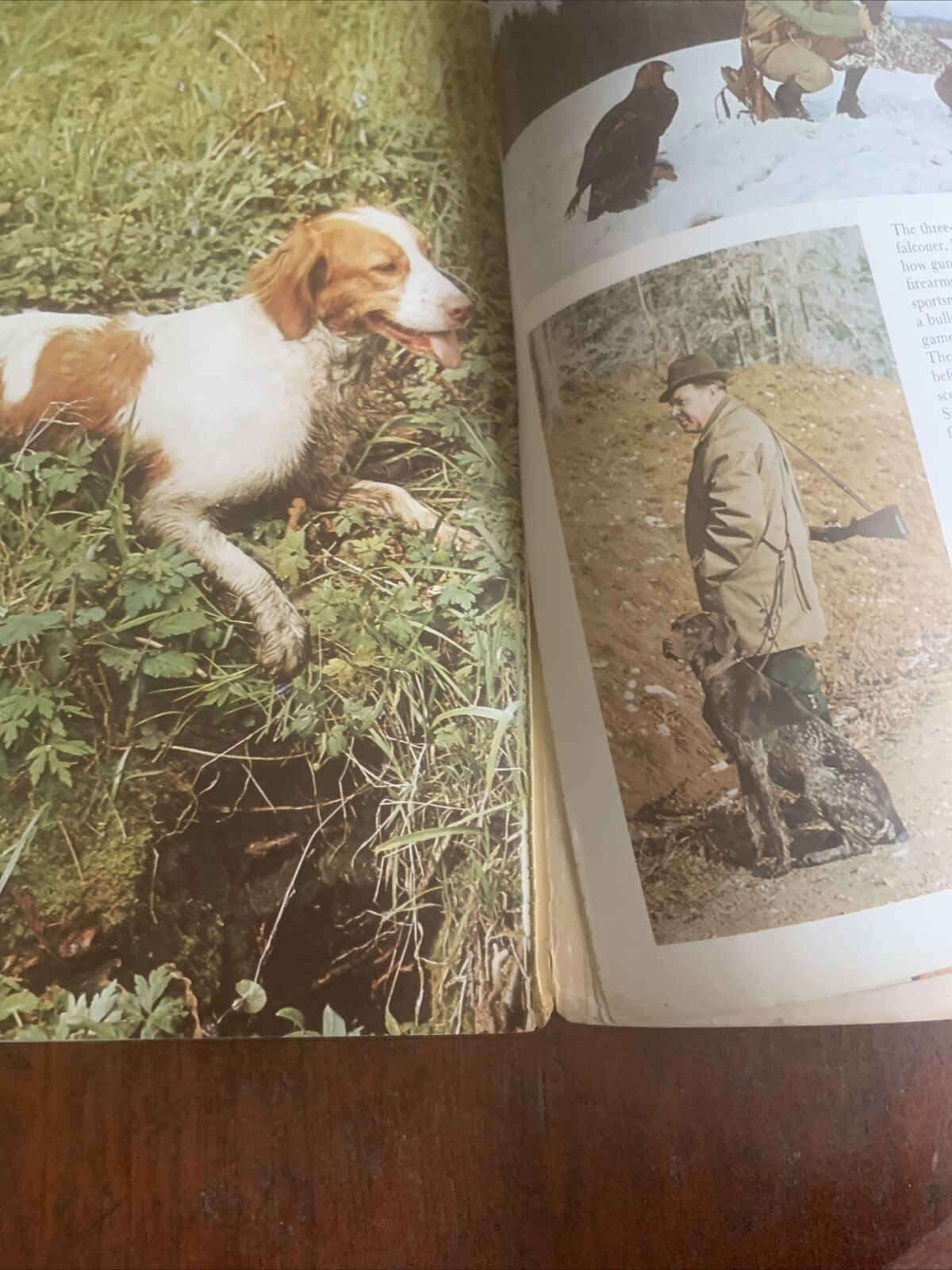 PB Book DOGS IN COLOUR Including Caring for Your Dog Anna Pollard Vintage 1979