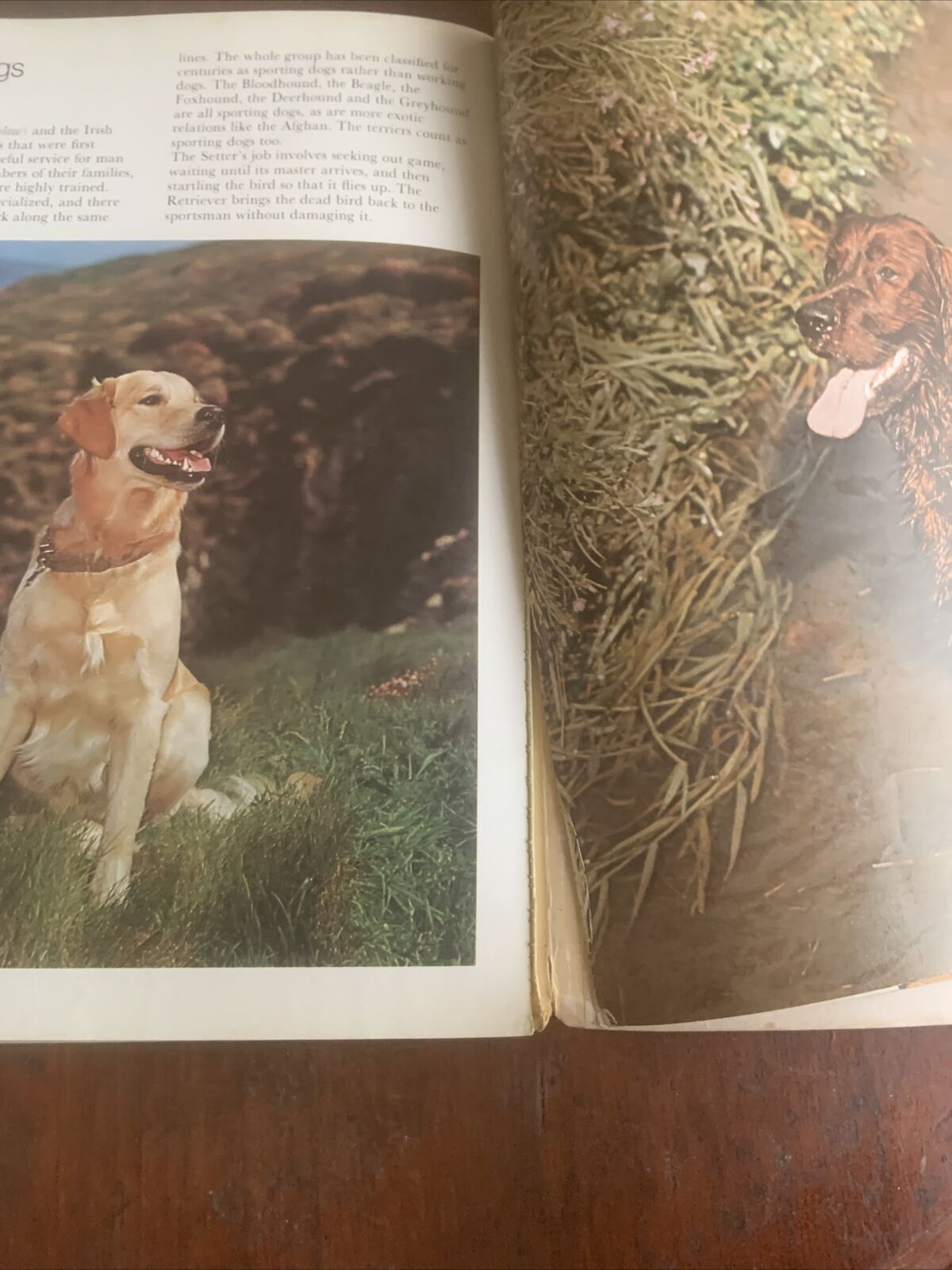 PB Book DOGS IN COLOUR Including Caring for Your Dog Anna Pollard Vintage 1979