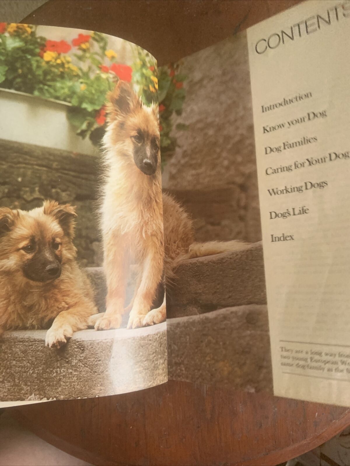 PB Book DOGS IN COLOUR Including Caring for Your Dog Anna Pollard Vintage 1979