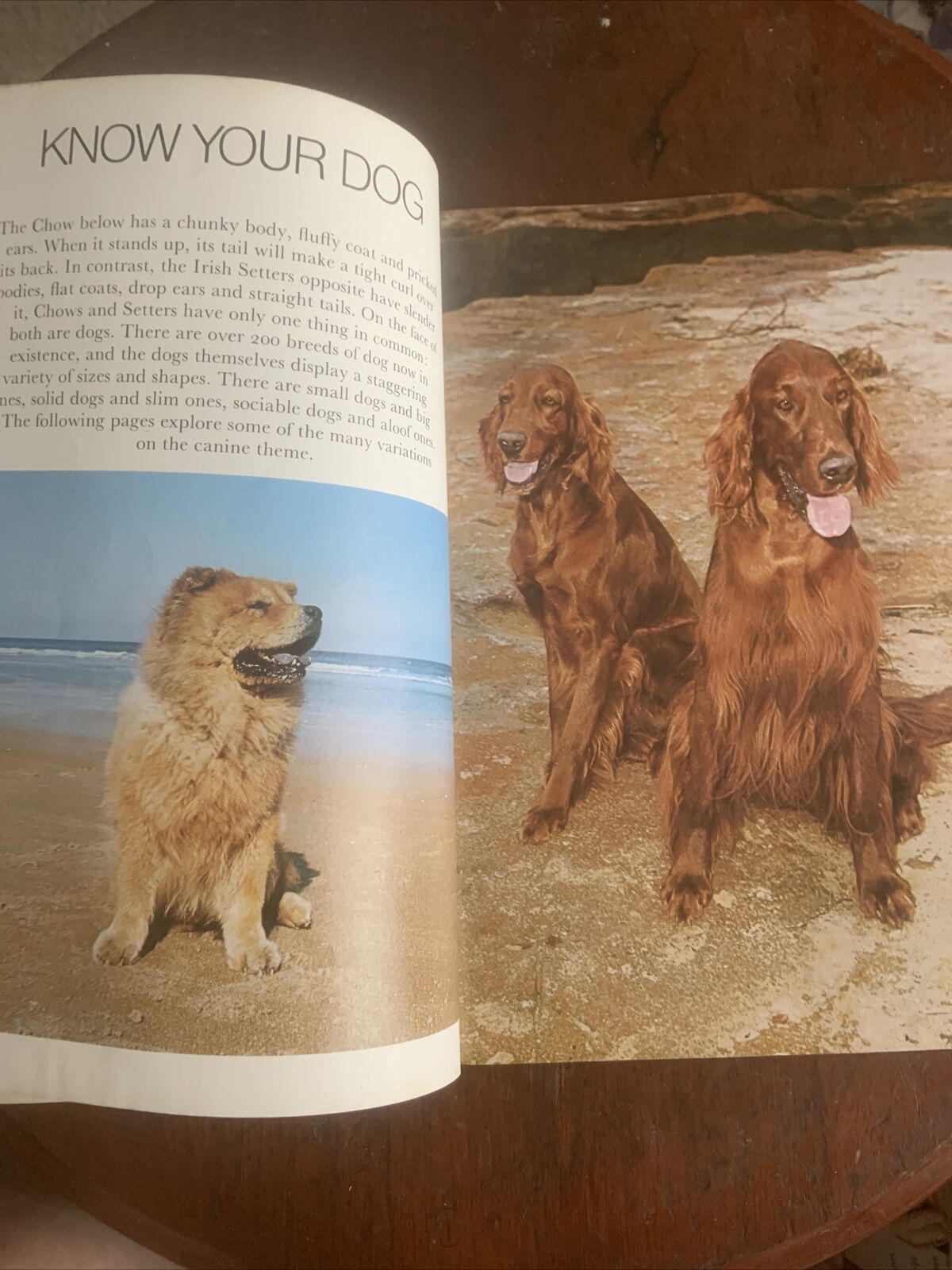 PB Book DOGS IN COLOUR Including Caring for Your Dog Anna Pollard Vintage 1979