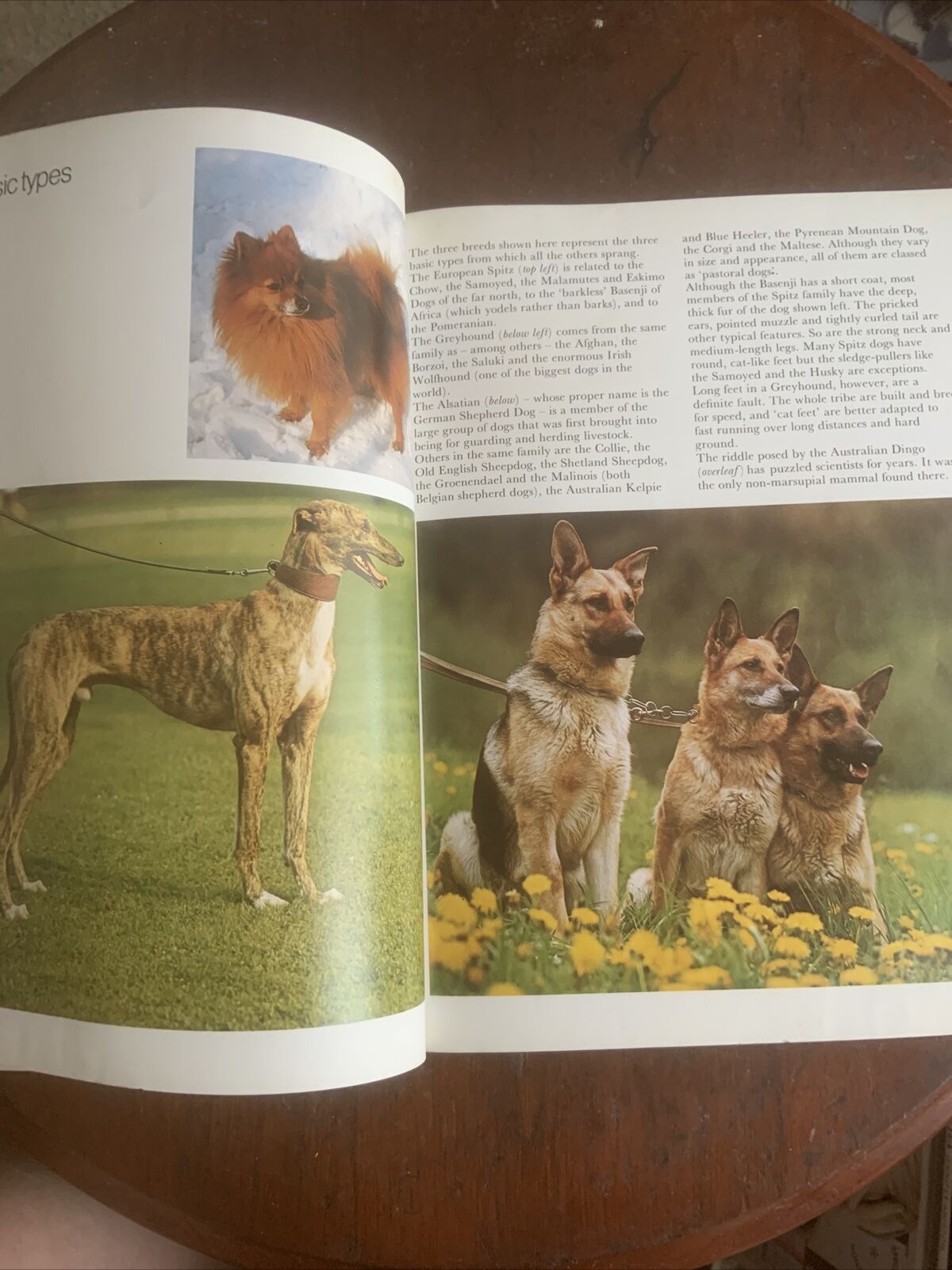 PB Book DOGS IN COLOUR Including Caring for Your Dog Anna Pollard Vintage 1979