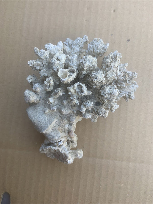 LACE CORAL Australian Reef Fossilised Natural Piece Decor Aquarium  Defect