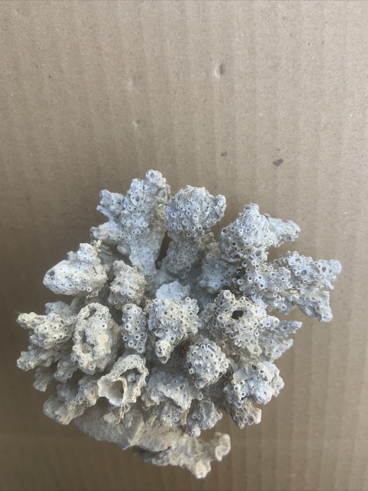 LACE CORAL Australian Reef Fossilised Natural Piece Decor Aquarium  Defect