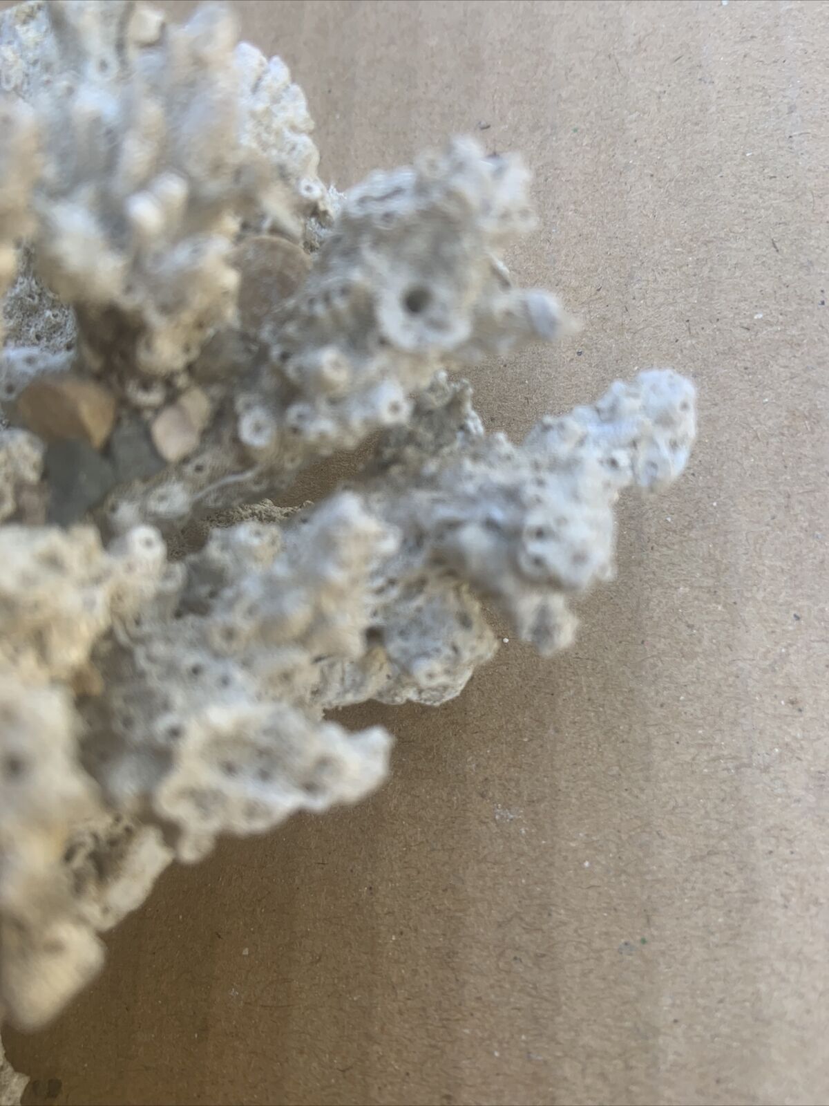 LACE CORAL Australian Reef Fossilised Natural Piece Decor Aquarium  Defect