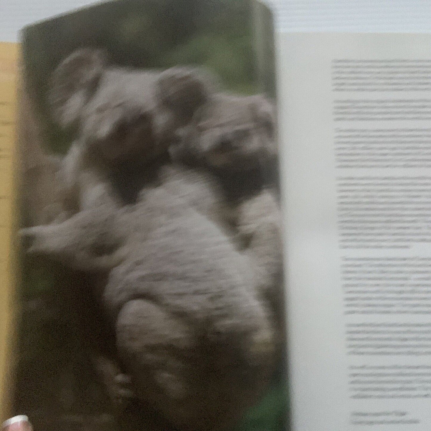 HC Book AUSTRALIA THE TIMELESS CONTINENT  Photography  Towns Photos Coffee Table