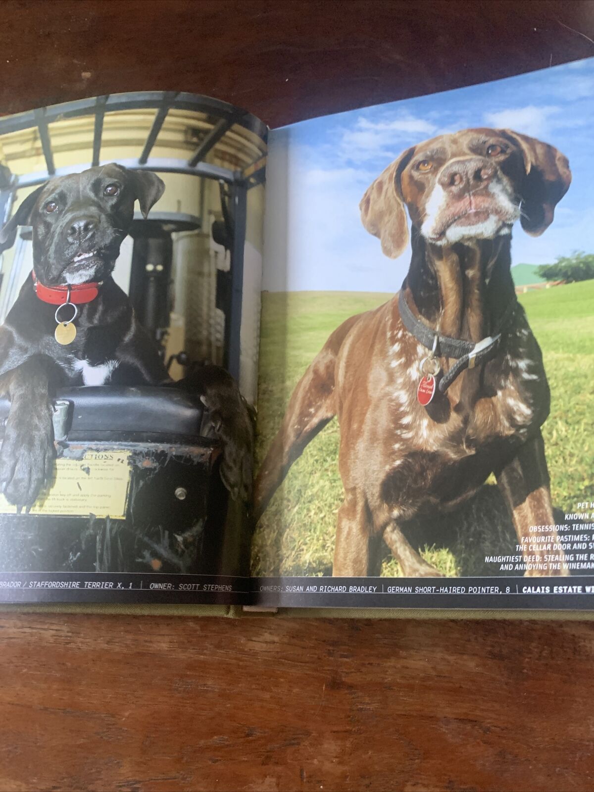 HC WINE DOGS Australia by Craig McGill & Susan Elliott MOTE DOGS reprinted 2008