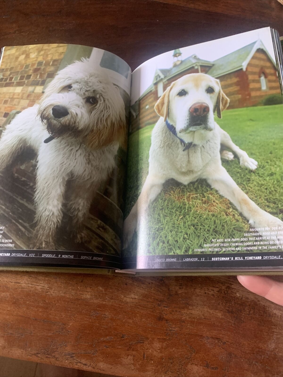 HC WINE DOGS Australia by Craig McGill & Susan Elliott MOTE DOGS reprinted 2008
